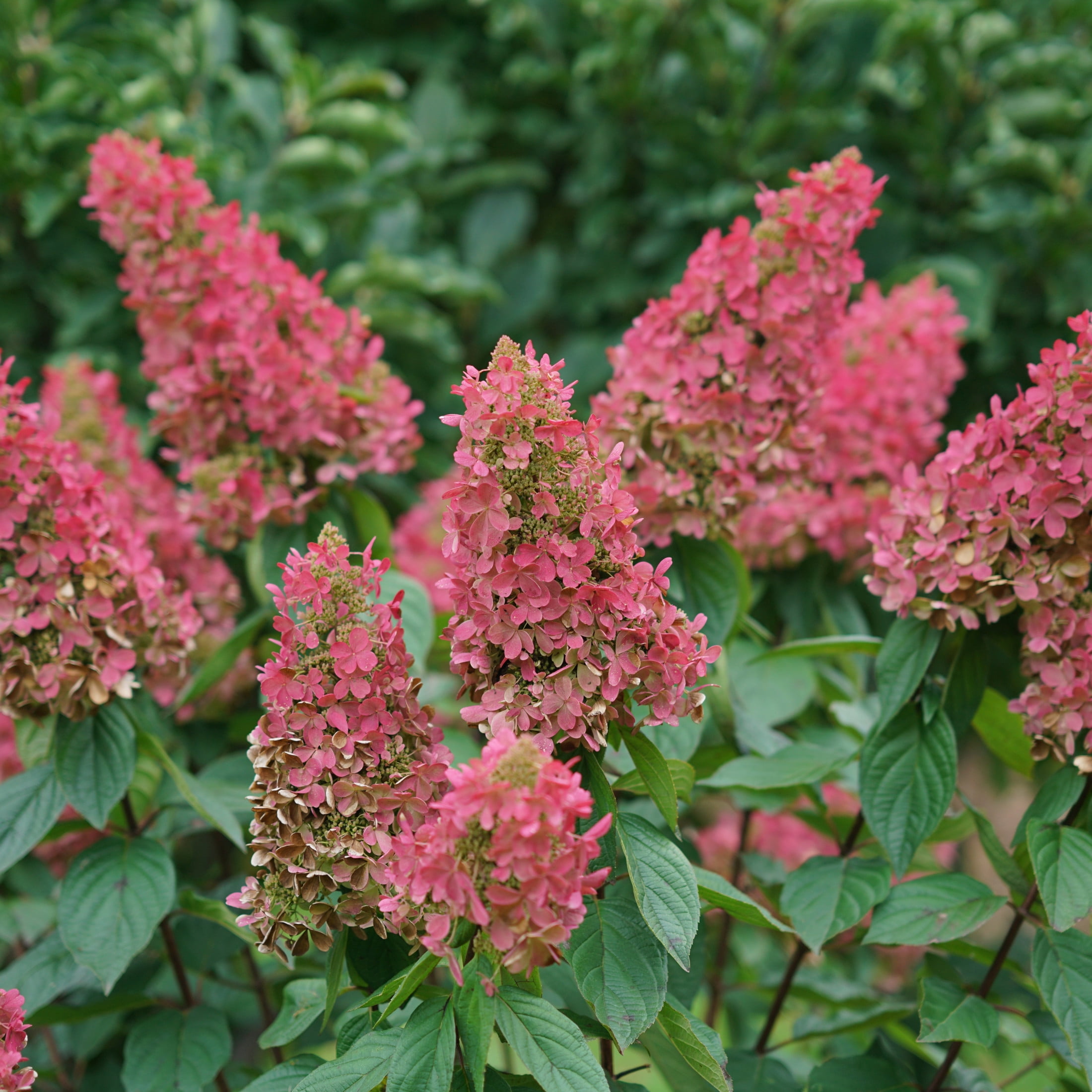 Proven Winners ColorChoice 5" Pinky Winky Prime Panicle Hydrangea Live Plant in 4.5" Pot (4 Count)