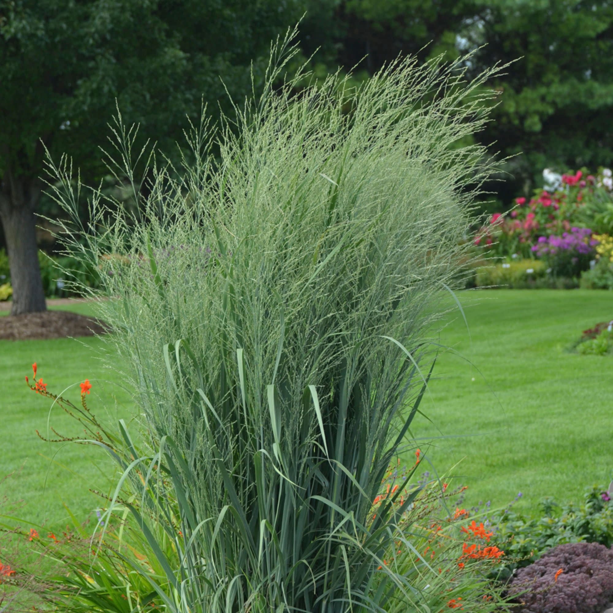 Proven Winners 5" Prairie Winds 'Totem Pole' Switch Grass Live Plant in 4.5" Pot (4 Count)