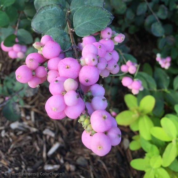 Proven Winners ColorChoice 5" Proud Berry Pink Coralberry Live Plant in 4.5" Pot (4 Count)