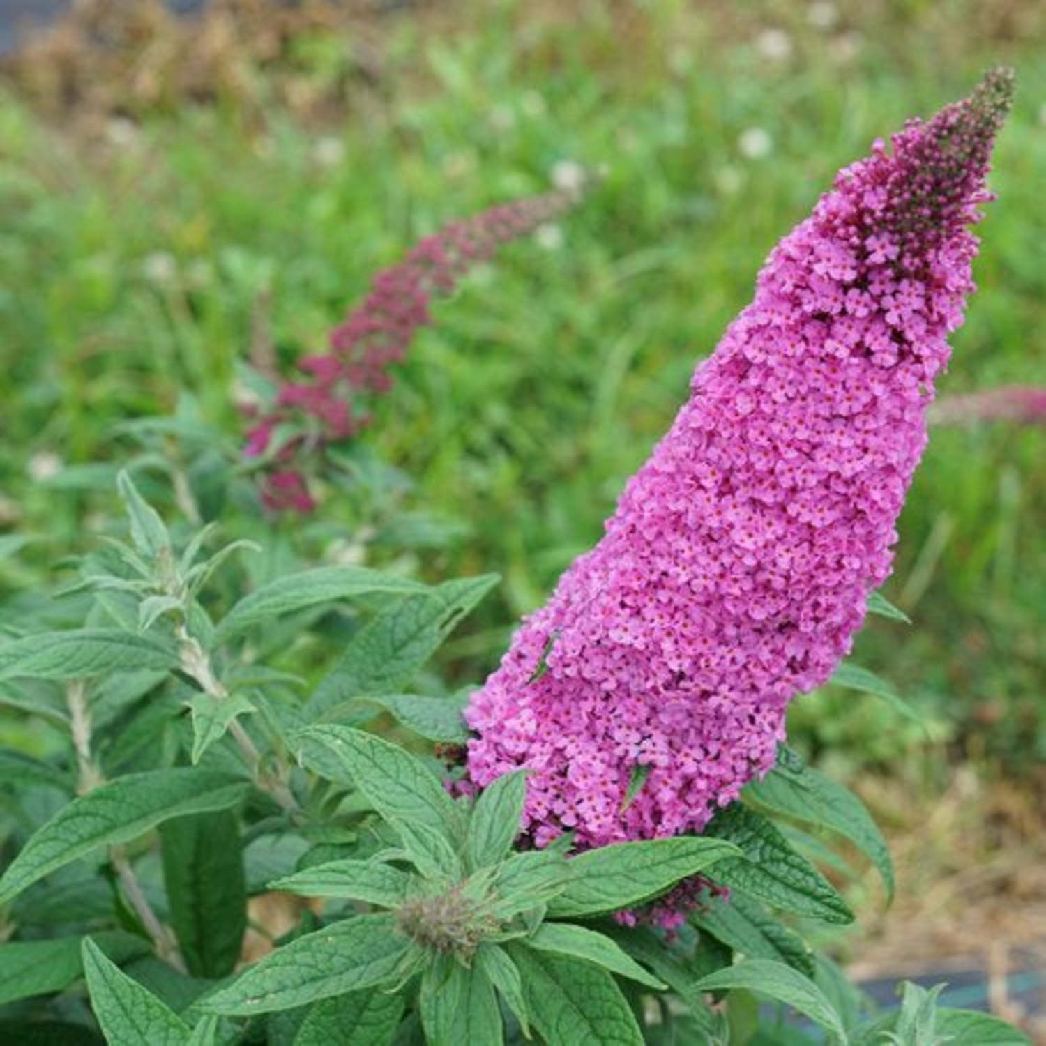Proven Winners ColorChoice 5" Pugster Pinker Butterfly Bush Live Plant in 4.5" Pot (4 Count)