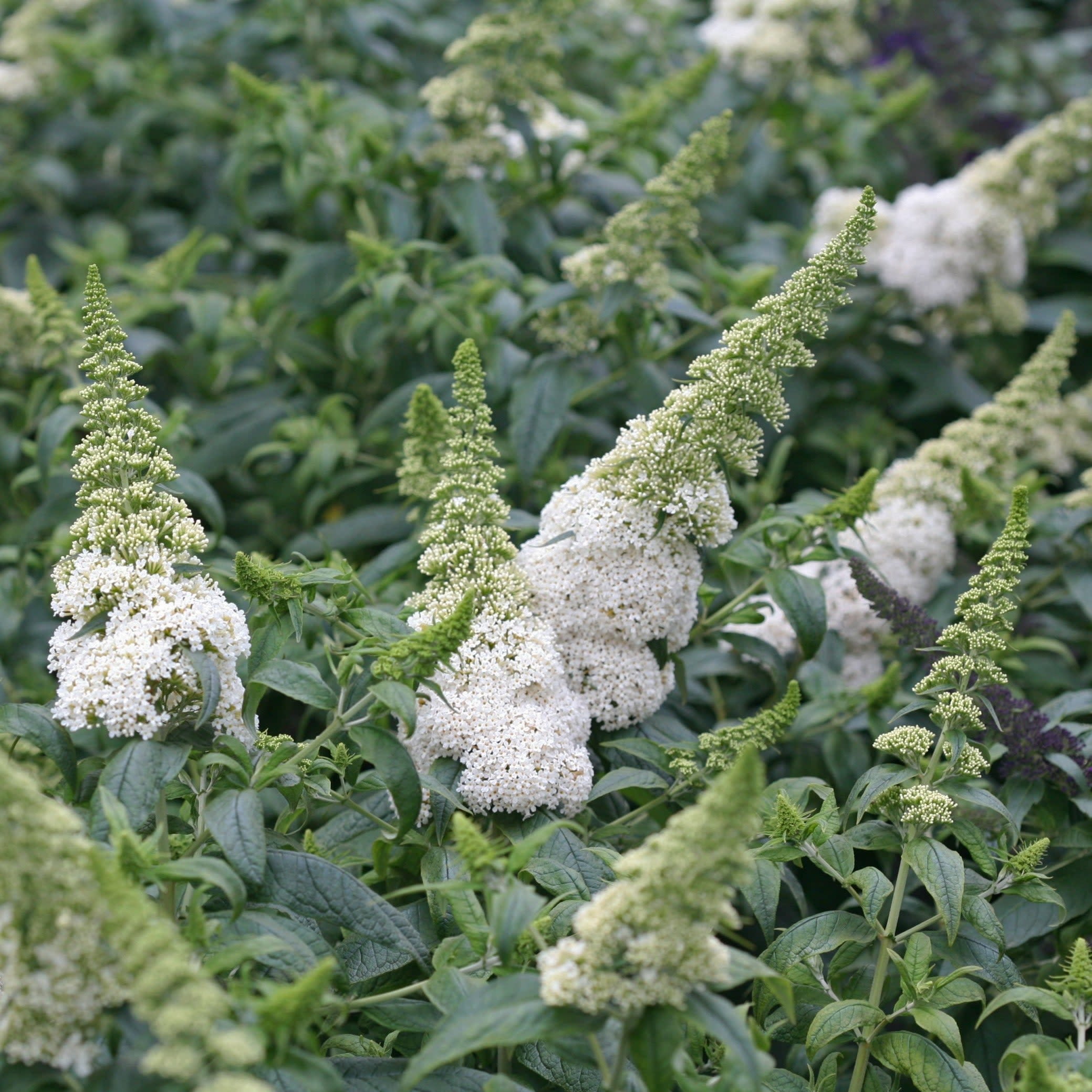 Proven Winners ColorChoice 5" Pugster White Butterfly Bush Live Plant in 4.5" Pot (4 Count)