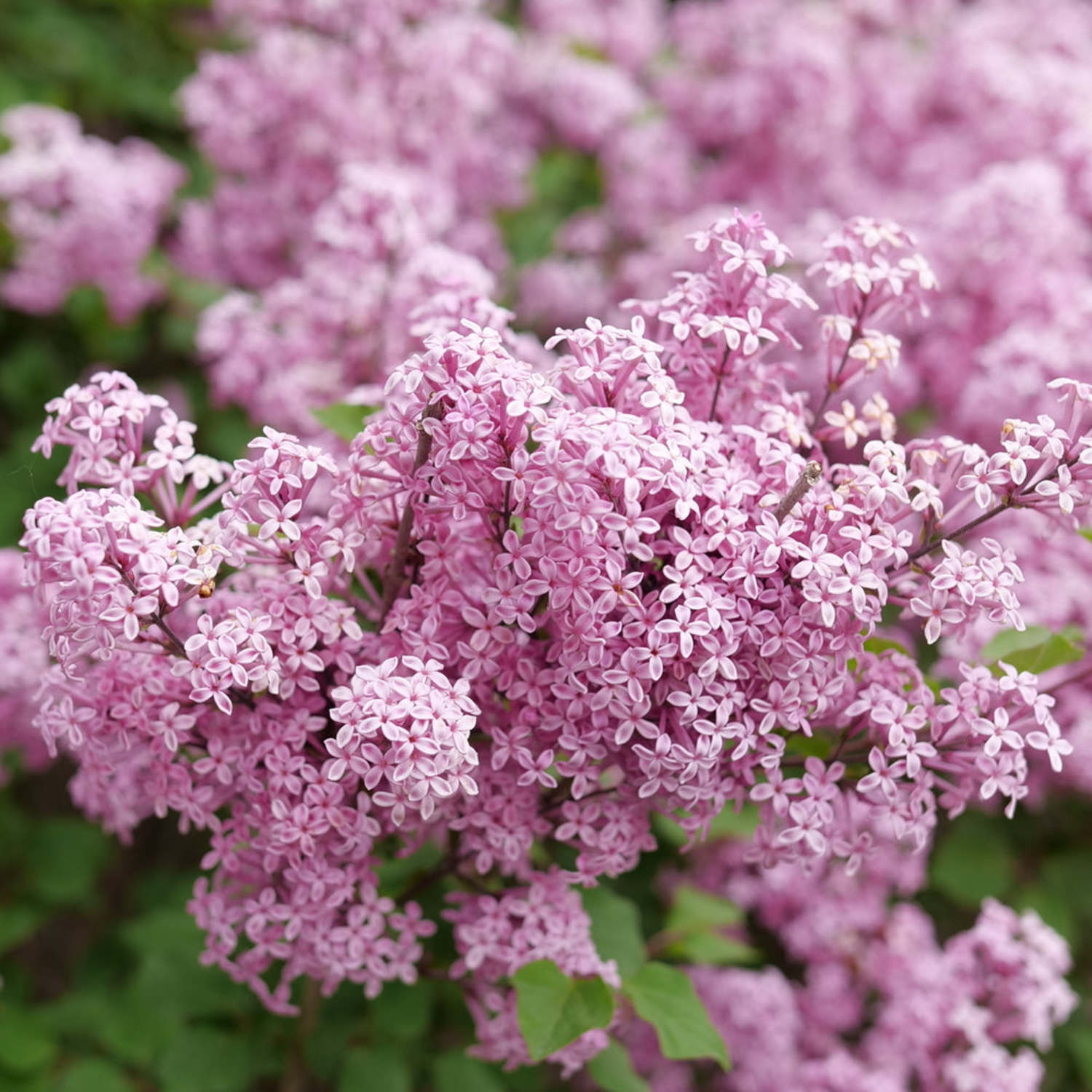 Proven Winners ColorChoice 5" Purple Bloomerang Purpink Reblooming Lilac Live Plant in 4.5" Pot (4 Count)