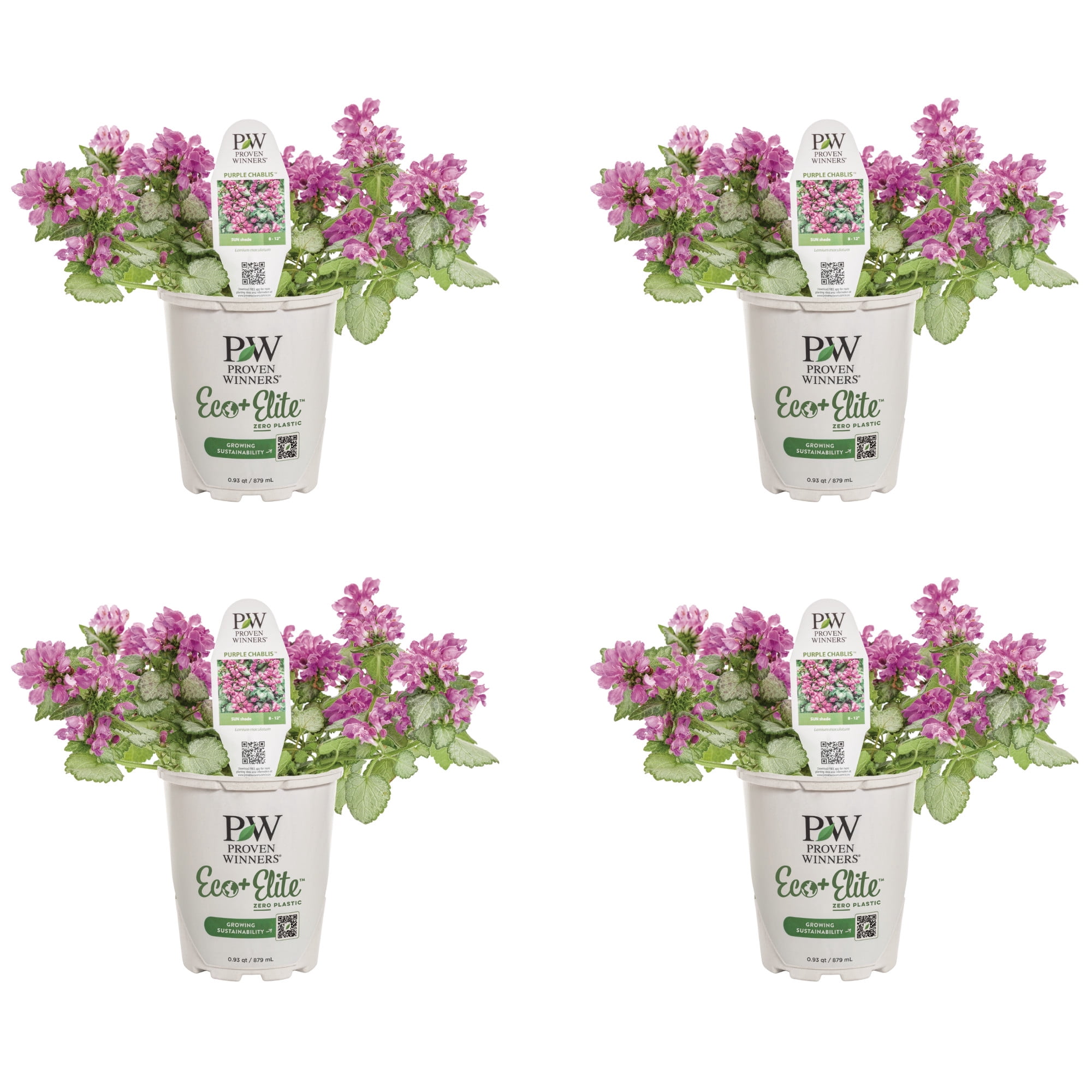 Proven Winners 5" Purple Chablis Dead Nettle Live Plant in 4.5" Pot (4 Count)