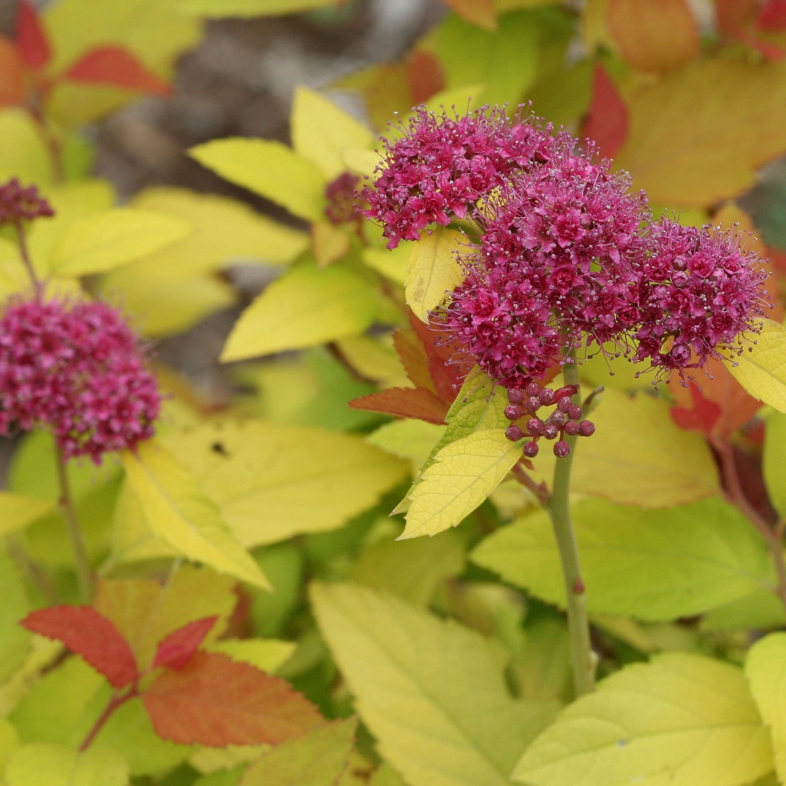 Proven Winners ColorChoice 5" Purple Double Play Candy Corn Spirea Live Plant in 4.5" Pot (4 Count)