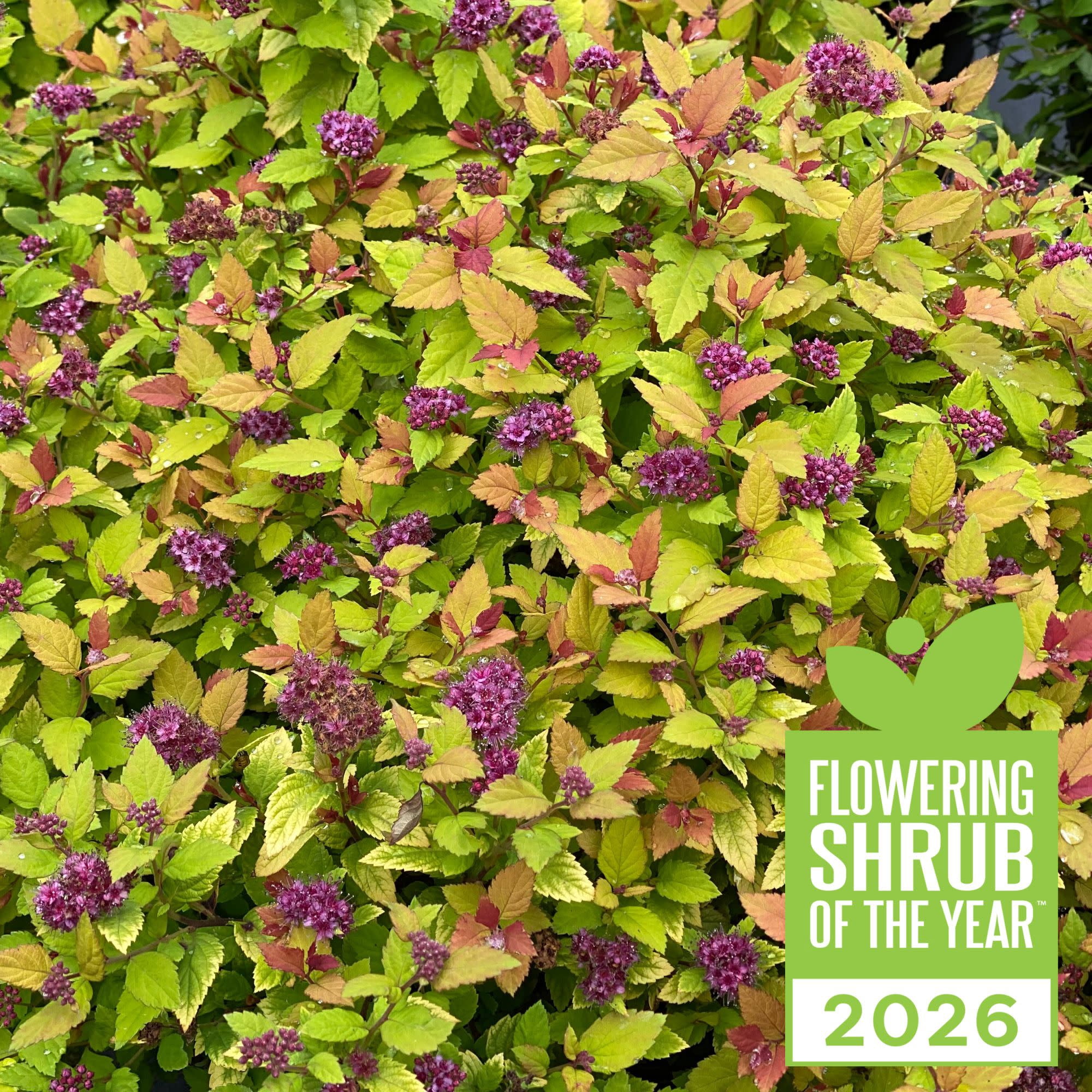 Proven Winners ColorChoice 5" Purple Double Play Dolly Spirea Live Plant in 4.5" Pot (4 Count)