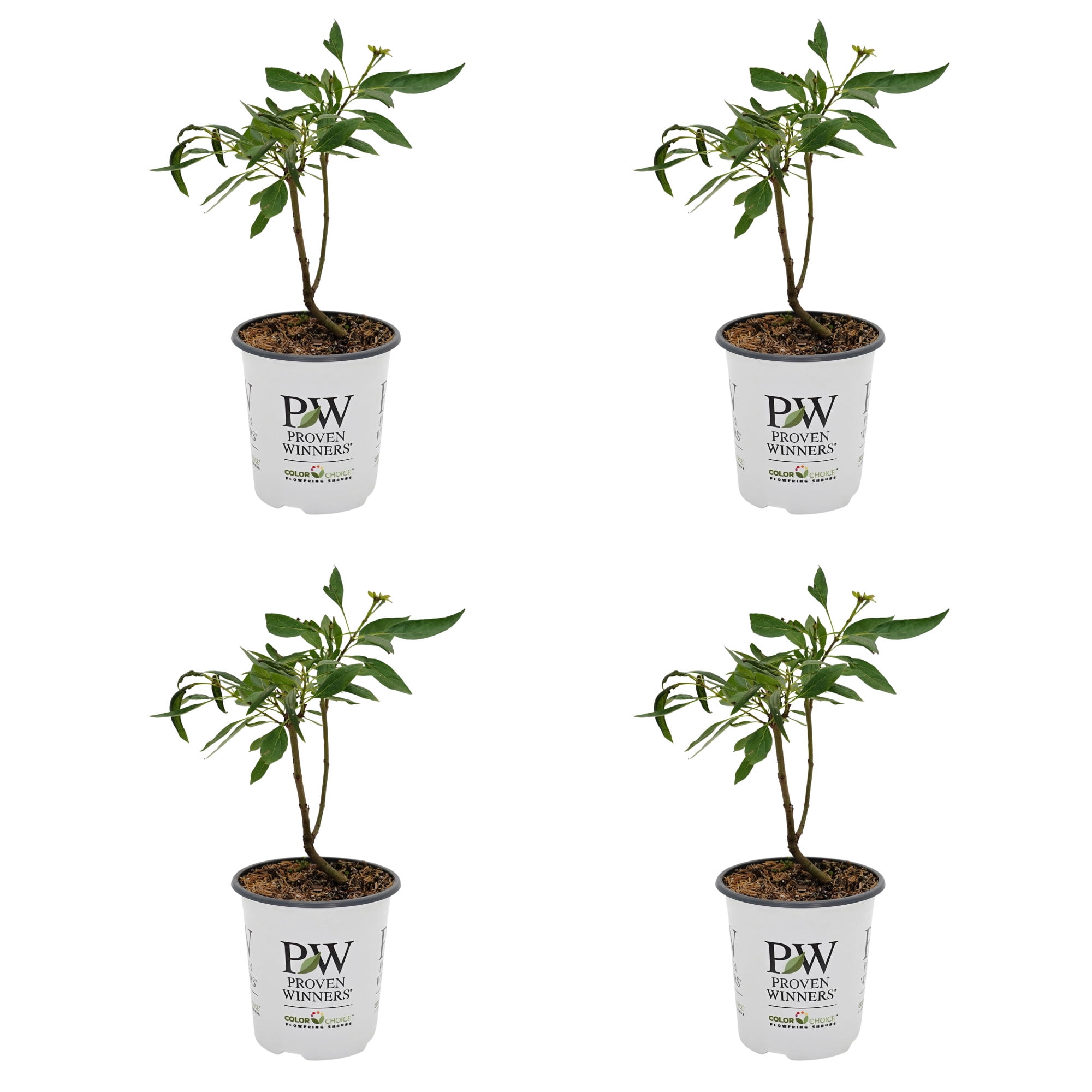 Proven Winners ColorChoice 5" Purple El Nio Desert Orchid Live Plant in 4.5" Pot (4 Count)