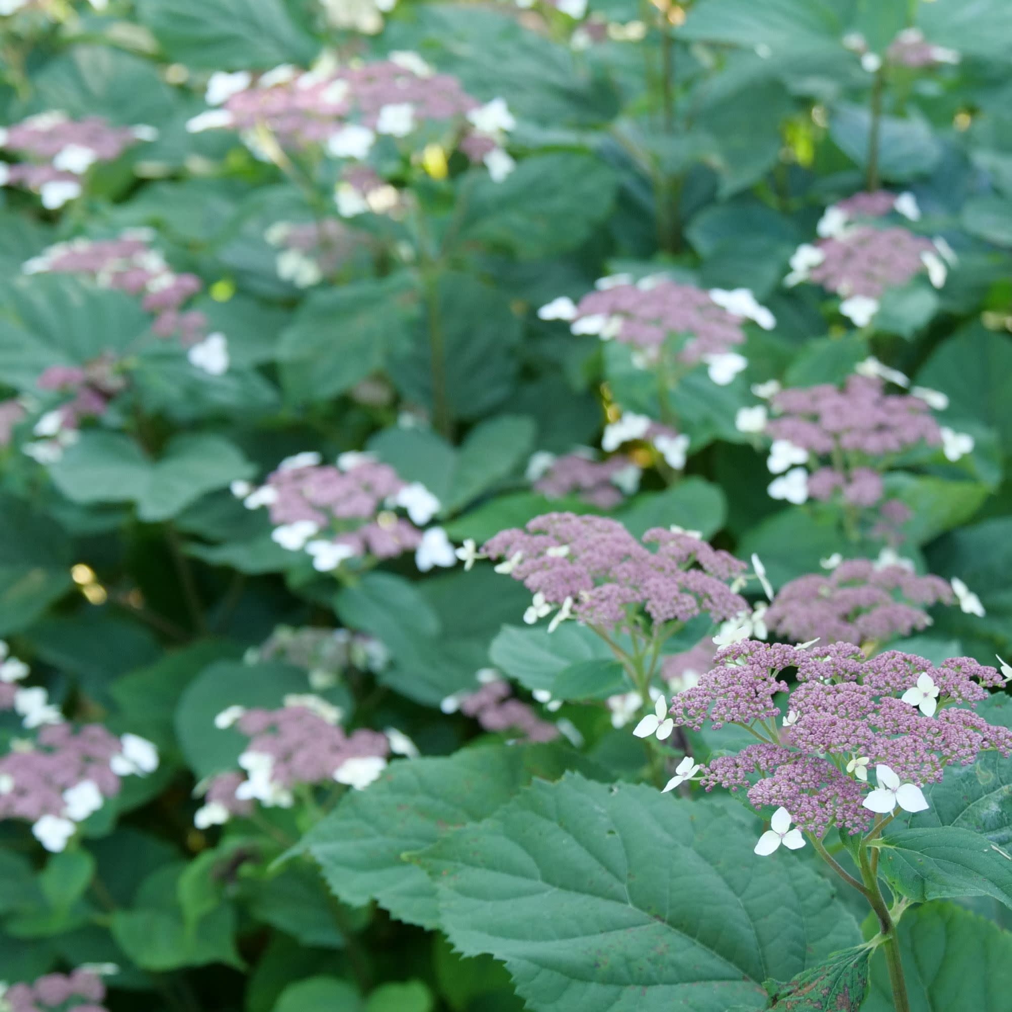 Proven Winners ColorChoice 5" Purple Invincibelle Lace Smooth Hydrangea Live Plant in 4.5" Pot (4 Count)