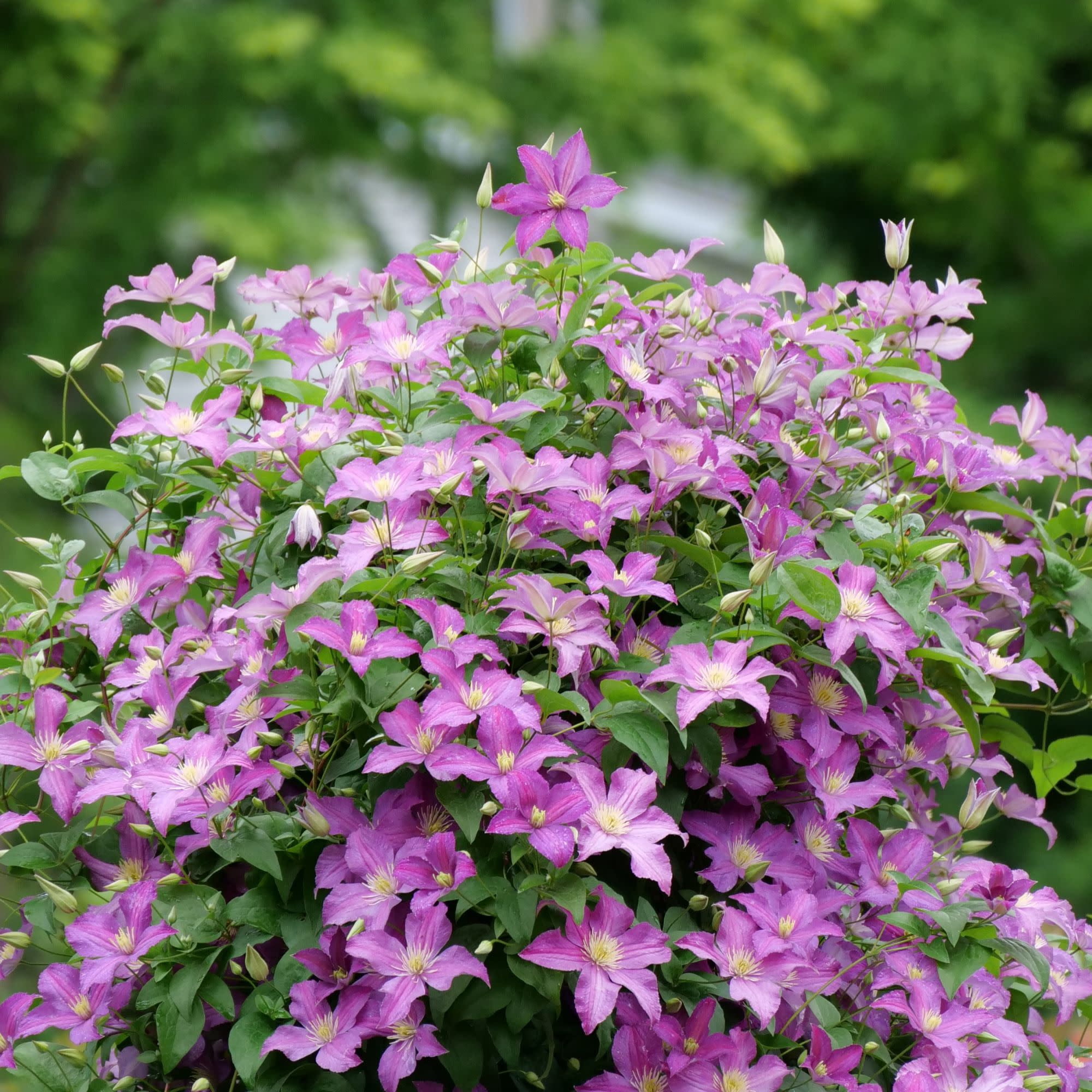 Proven Winners ColorChoice 5" Purple Jolly Good Clematis Live Plant in 4.5" Pot (4 Count)