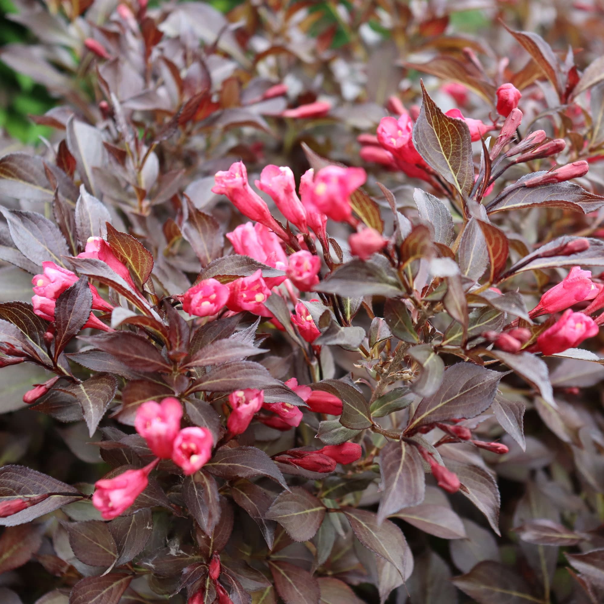 Proven Winners ColorChoice 5" Purple Midnight Wine Shine Weigela Live Plant in 4.5" Pot (4 Count)