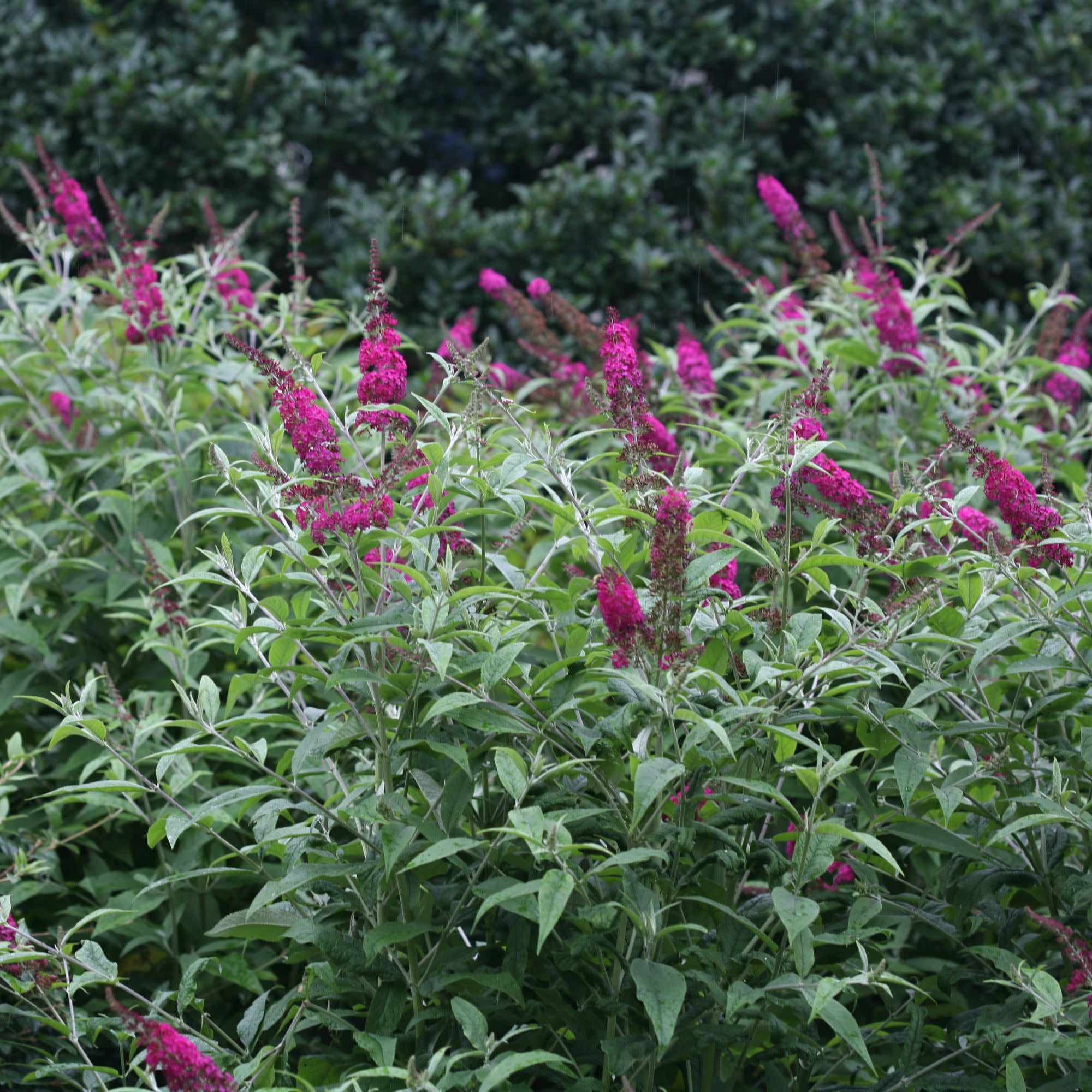 Proven Winners ColorChoice 5" Purple 'Miss Ruby' Butterfly Bush Live Plant in 4.5" Pot (4 Count)