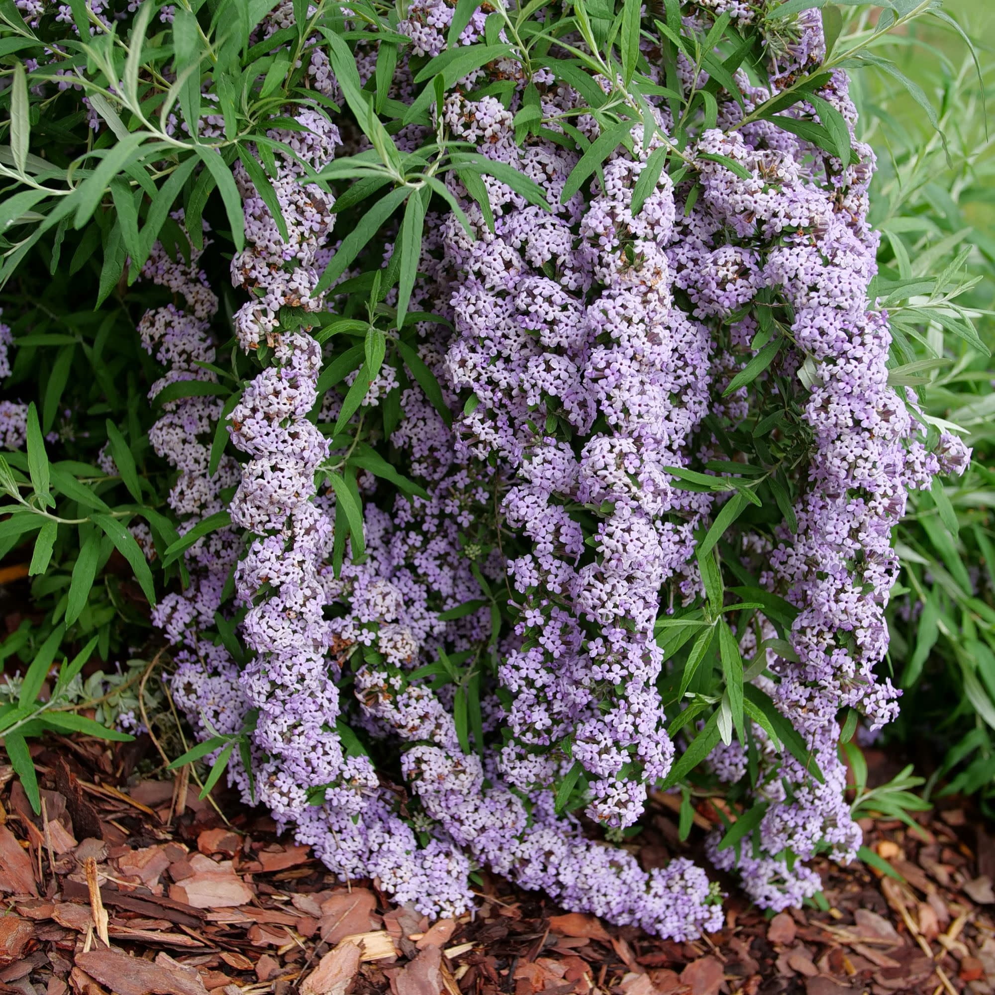 Proven Winners ColorChoice 5" Purple Mop Top Fountain Butterfly Bush Live Plant in 4.5" Pot (4 Count)
