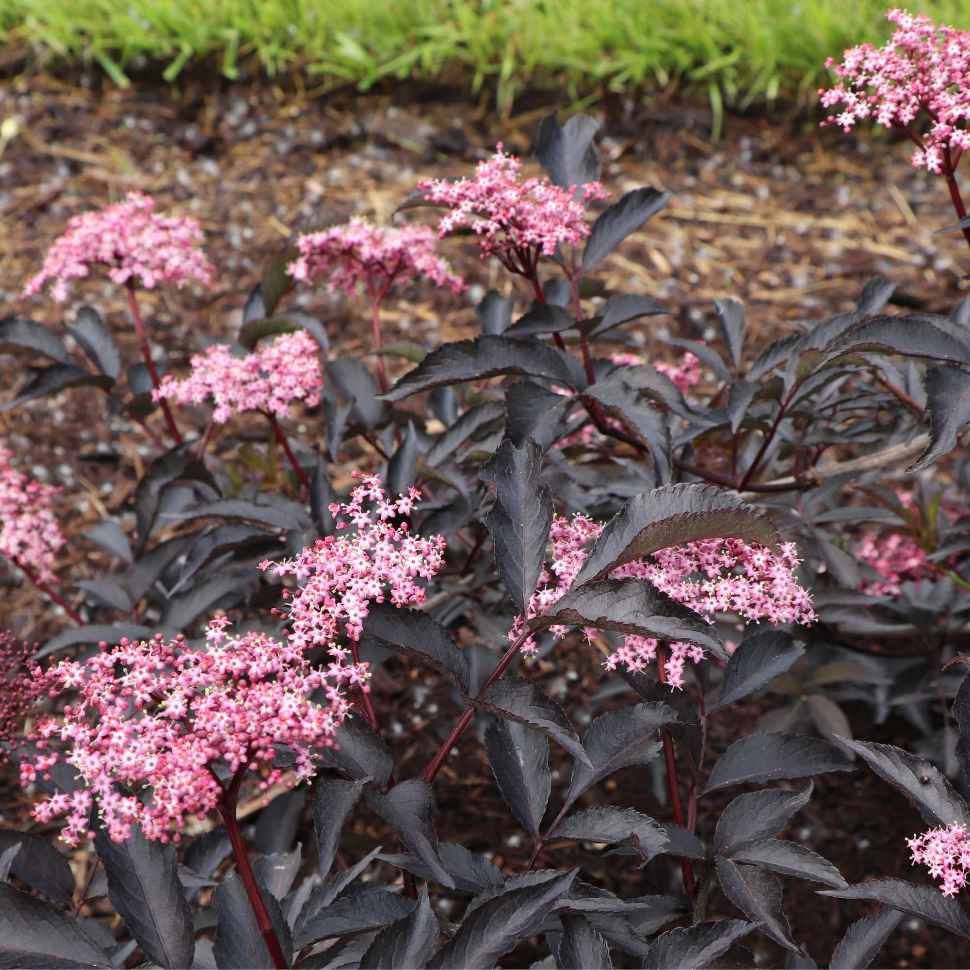 Proven Winners ColorChoice 5" Purple Pink Pony Elderberry Live Plant in 4.5" Pot (4 Count)