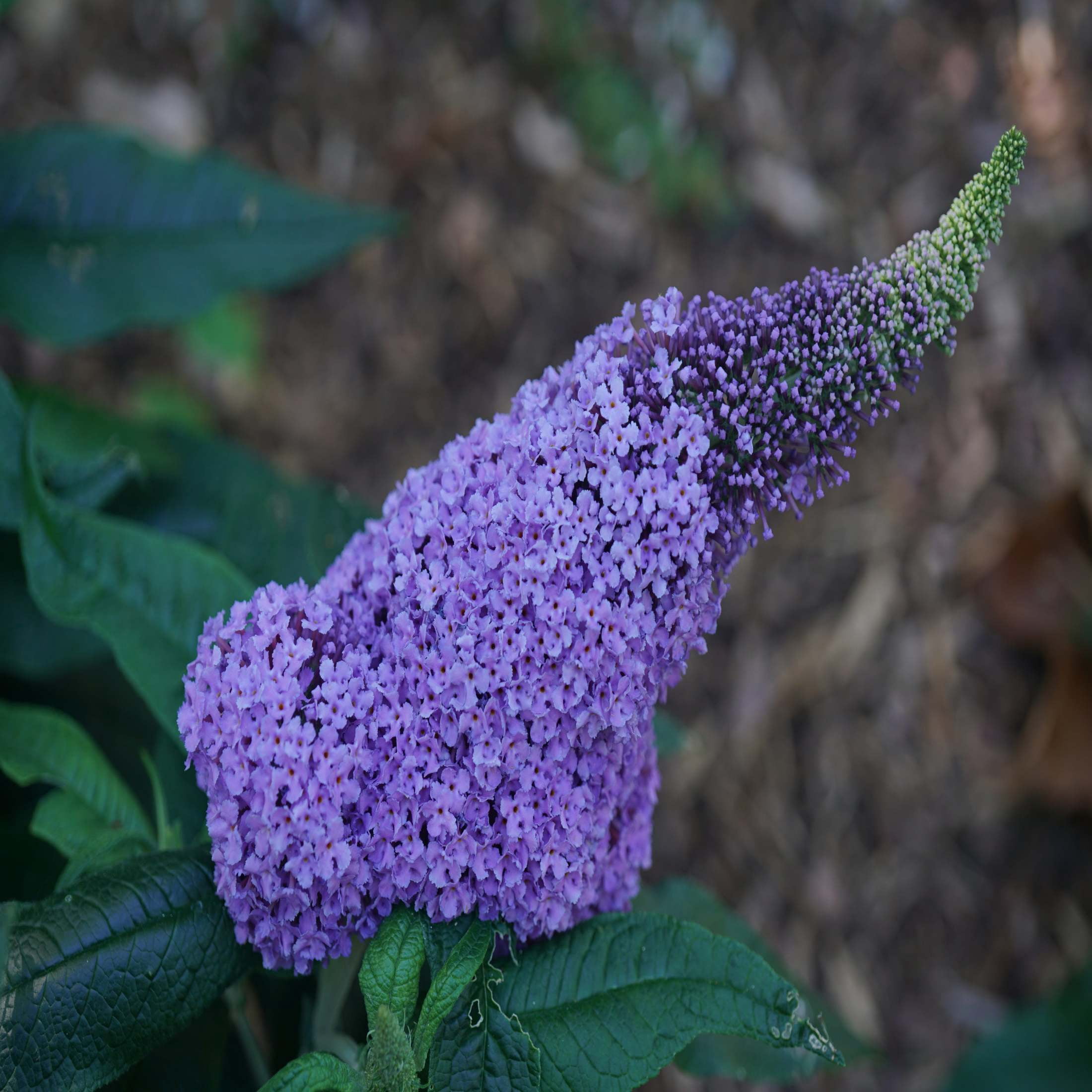 Proven Winners ColorChoice 5" Purple Pugster Amethyst Butterfly Bush Live Plant in 4.5" Pot (4 Count)