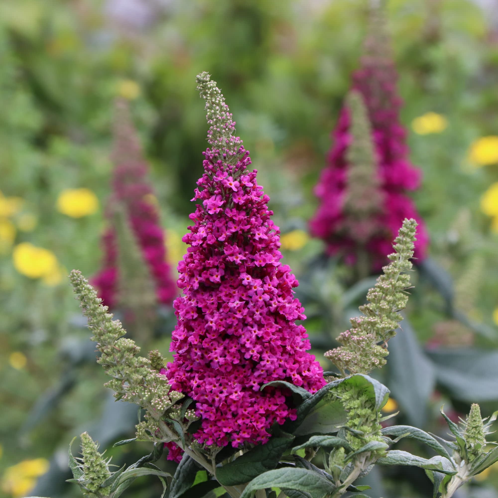Proven Winners ColorChoice 5" Purple Pugster Pico Punch Butterfly Bush Live Plant in 4.5" Pot (4 Count)