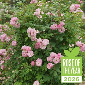 Proven Winners ColorChoice 5" Purple Rise Up Lilac Days Rose Live Plant in 4.5" Pot (4 Count)