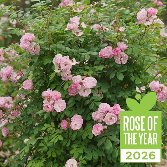 Proven Winners ColorChoice 5" Purple Rise Up Lilac Days Rose Live Plant in 4.5" Pot (4 Count)