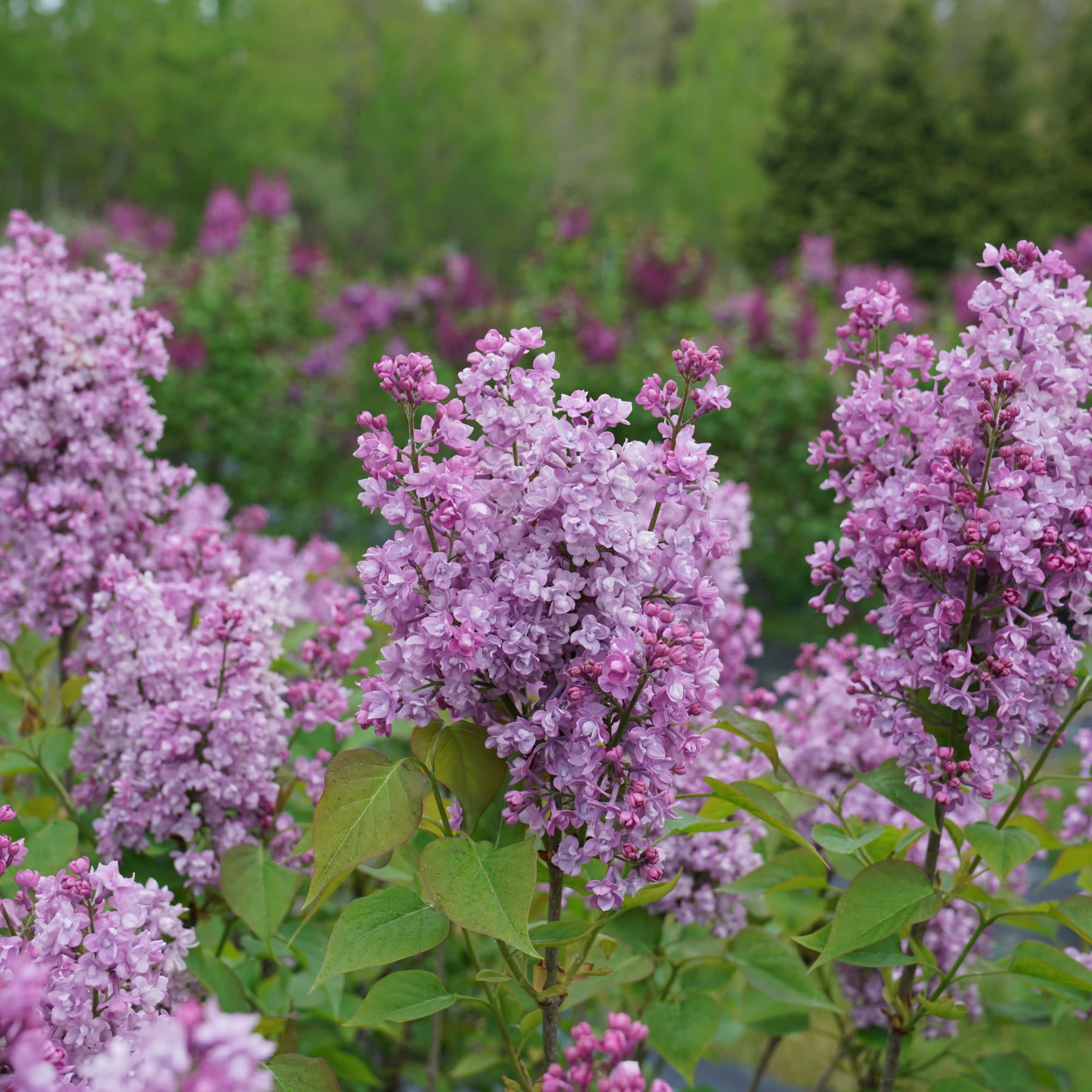 Proven Winners ColorChoice 5" Purple Scentara Double Blue Lilac Live Plant in 4.5" Pot (4 Count)