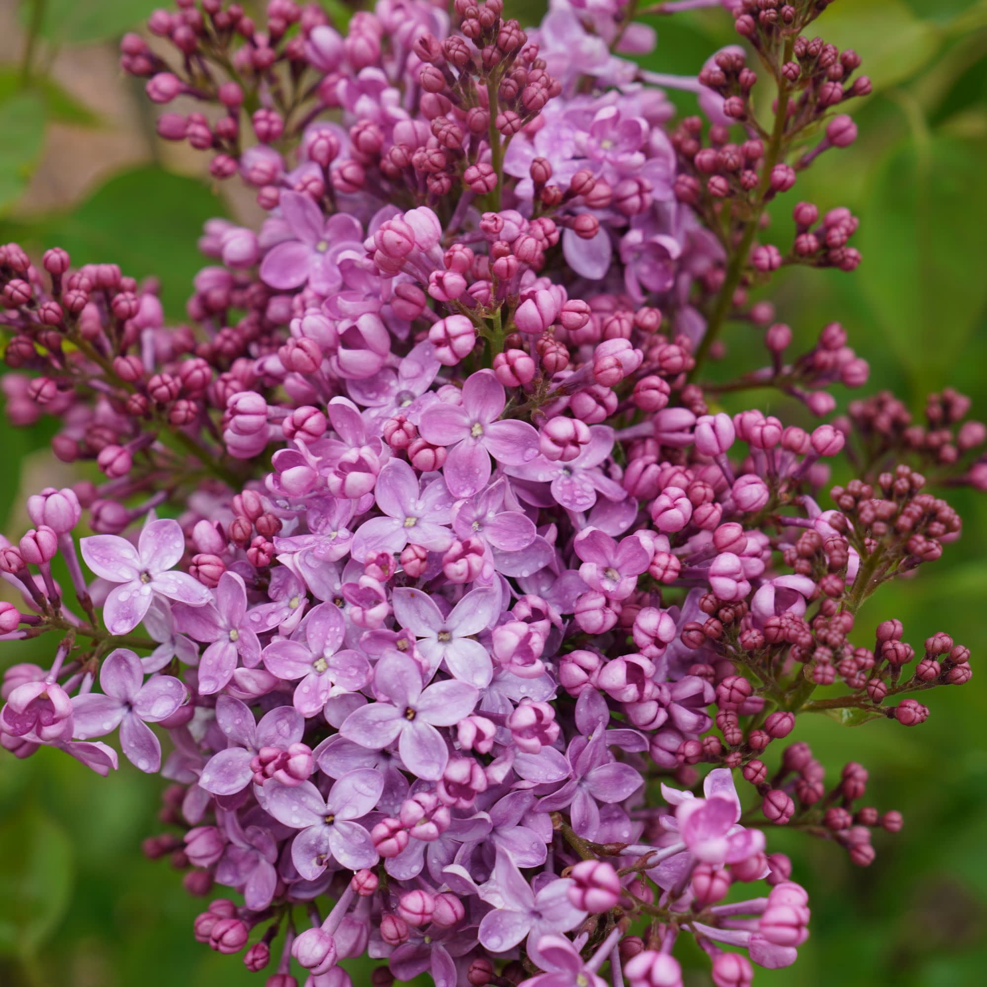 Proven Winners ColorChoice 5" Purple Scentara Pura Lilac Live Plant in 4.5" Pot (4 Count)