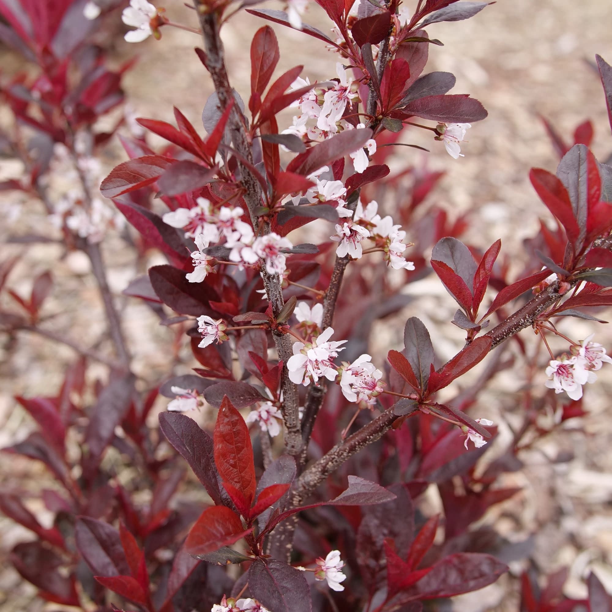 Proven Winners ColorChoice 5" Purple Stay Classy Purple Leaf Sand Cherry Live Plant in 4.5" Pot (4 Count)
