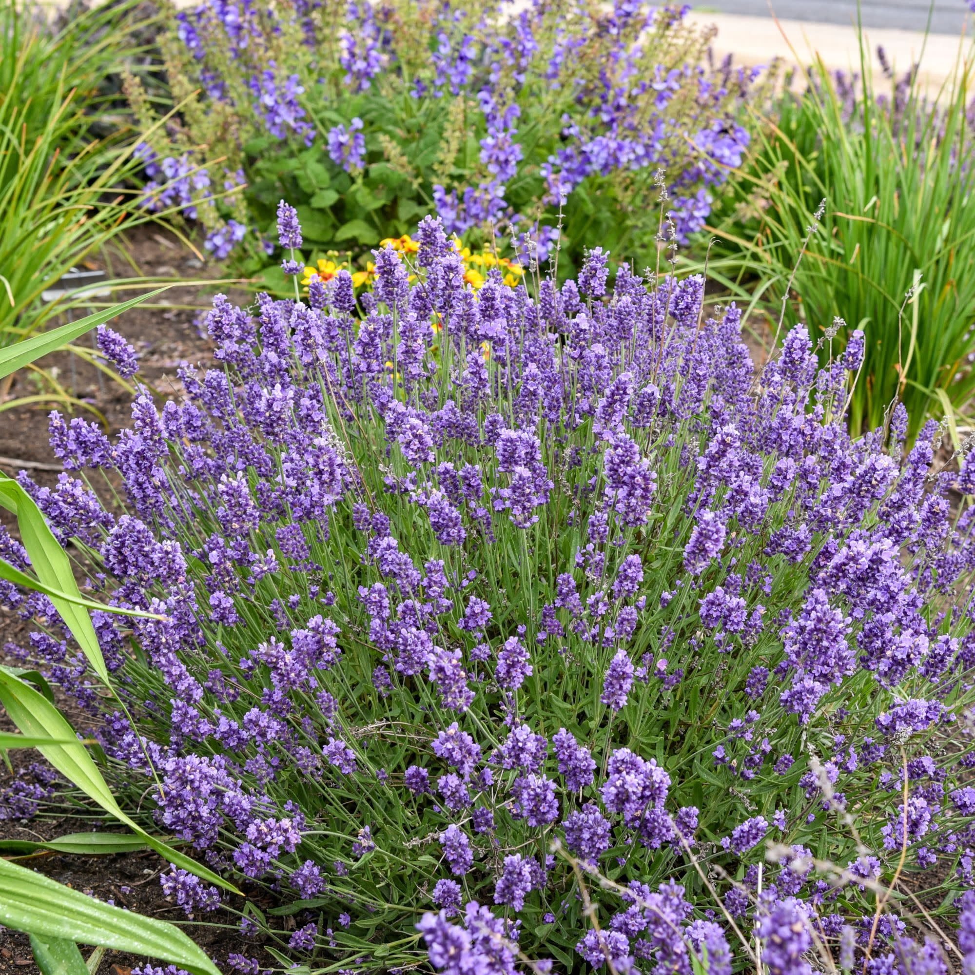 Proven Winners 5" Purple 'Summer Serenade' Lavender Live Plant in 4.5" Pot (4 Count)