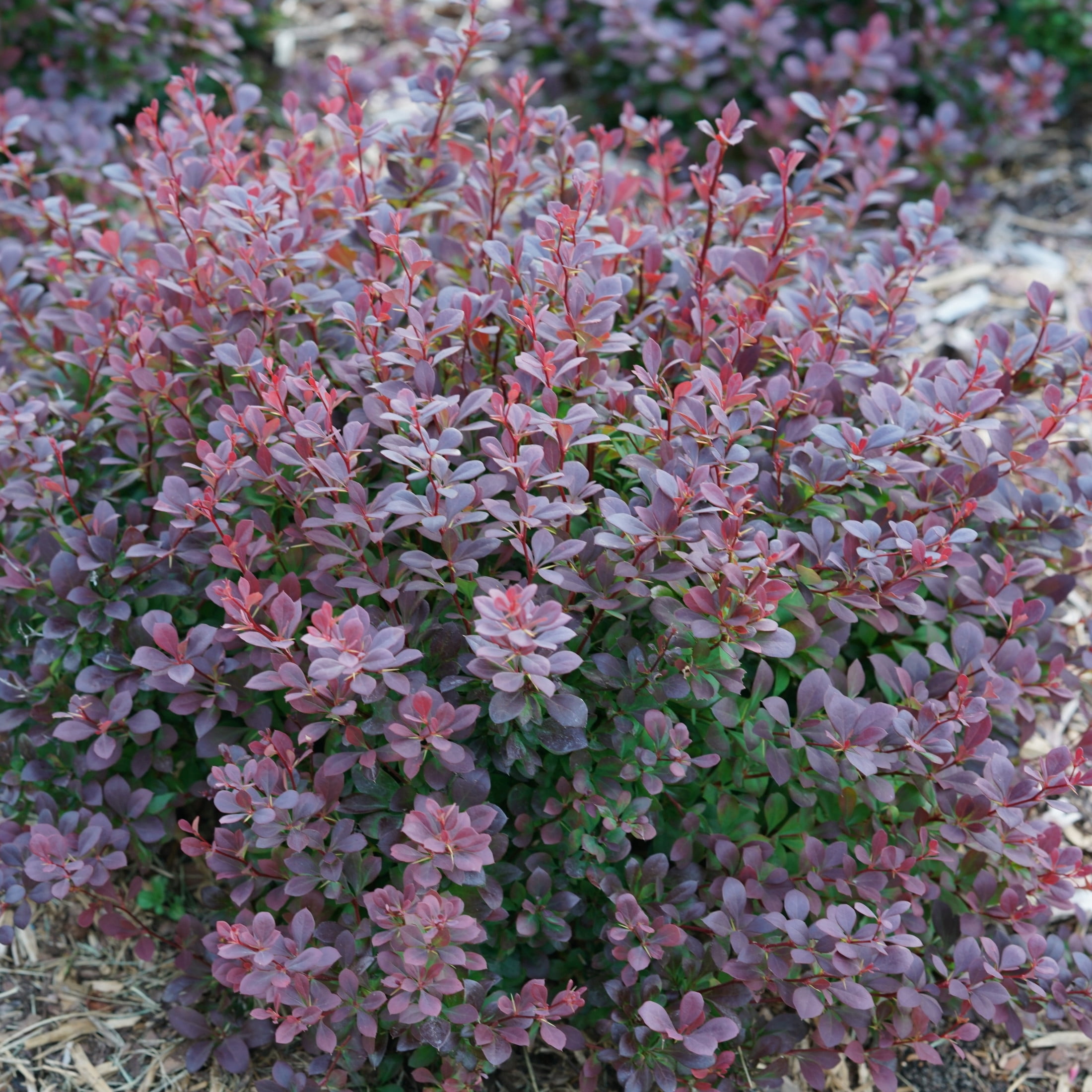 Proven Winners ColorChoice 5" Purple Sunjoy Todo Barberry Live Plant in 4.5" Pot (4 Count)