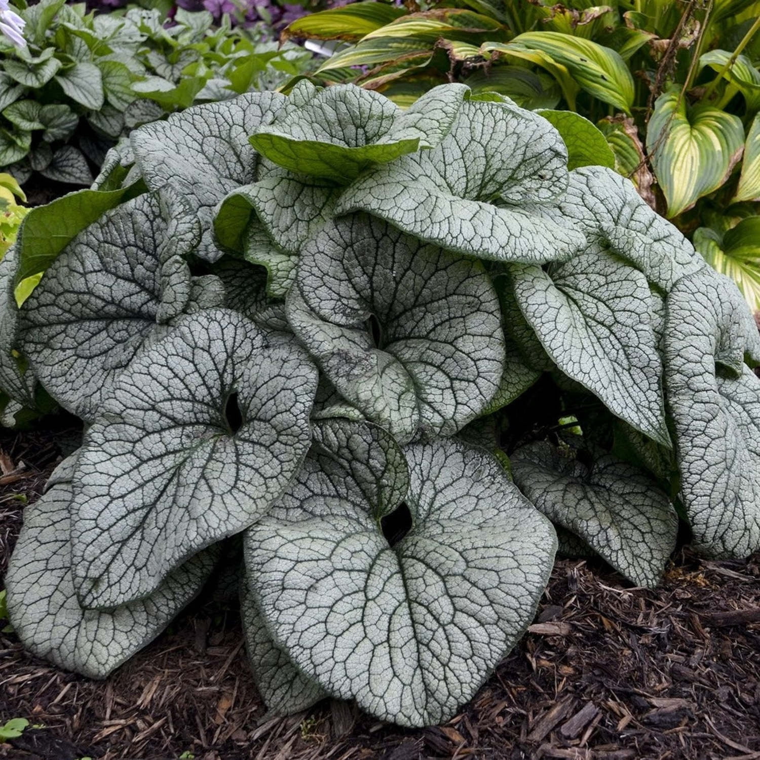 Proven Winners 5" 'Queen of Hearts' Heartleaf Brunnera Live Plant in 4.5" Pot (4 Count)
