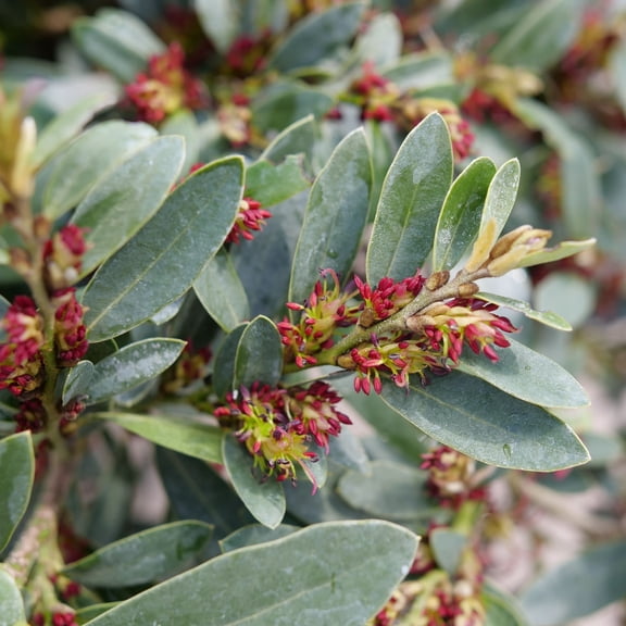 Proven Winners ColorChoice 5" Red Buckhead Bold Winter-hazel Live Plant in 4.5" Pot (4 Count)
