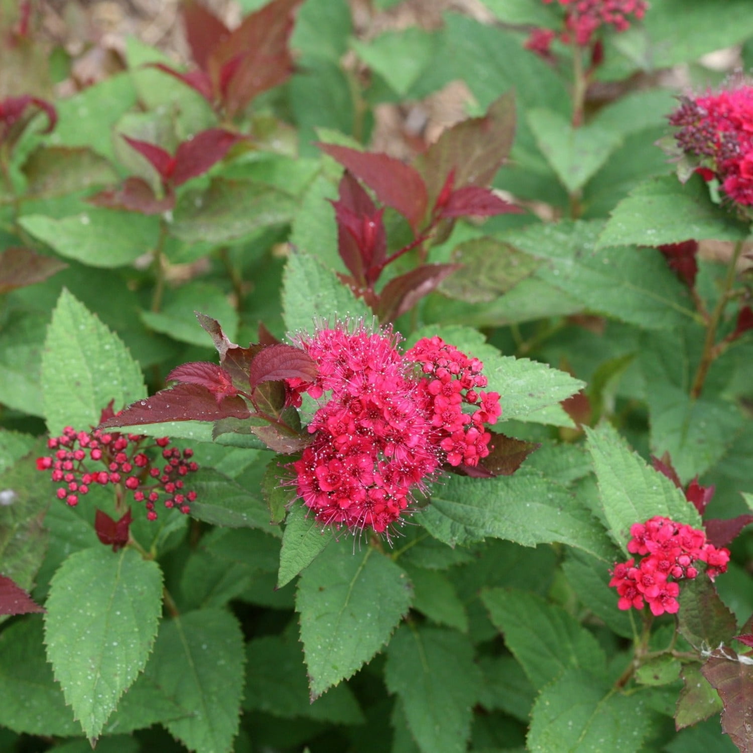 Proven Winners ColorChoice 5" Red Double Play Doozie Spirea Live Plant in 4.5" Pot (4 Count)