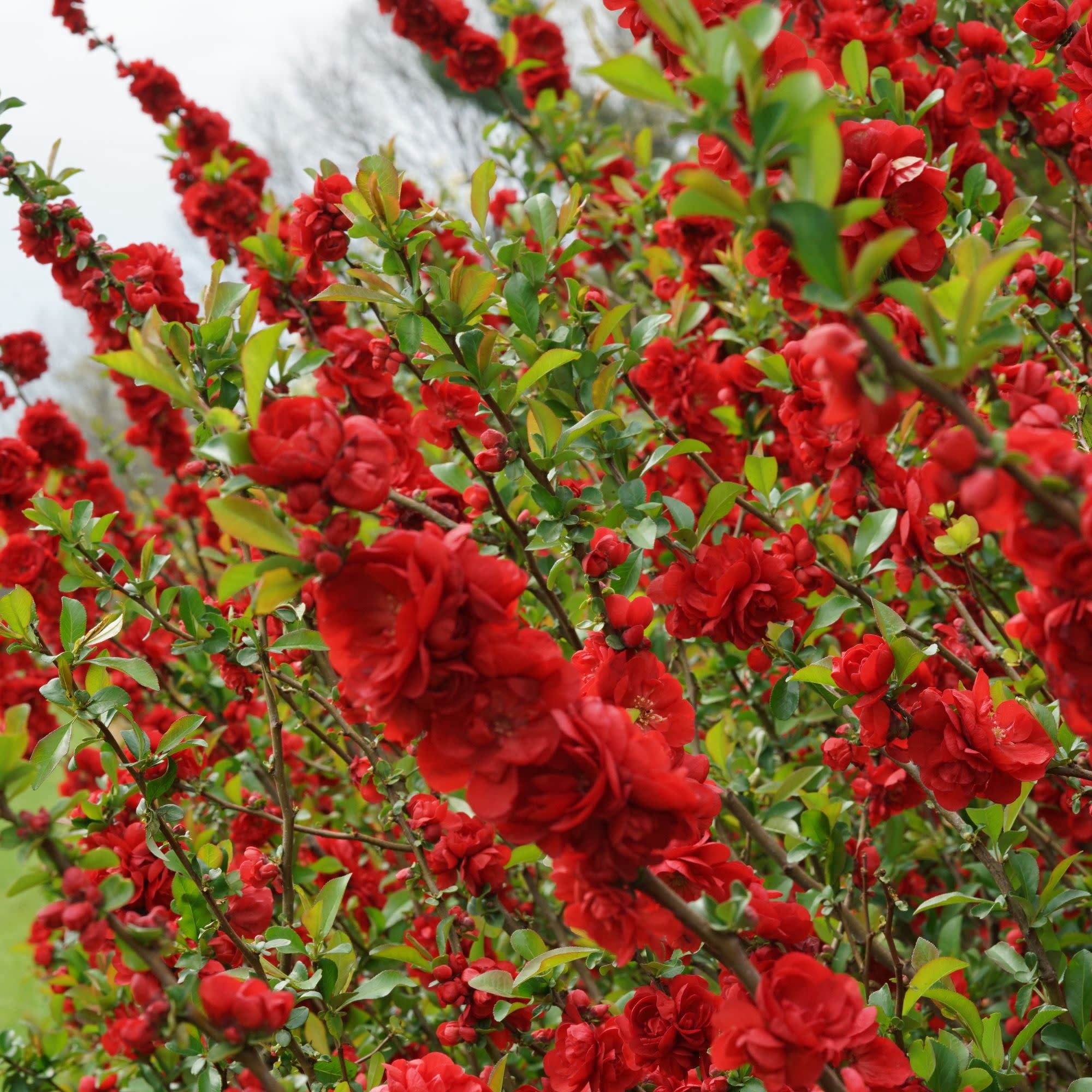 Proven Winners ColorChoice 5" Red Double Take Scarlet Quince Live Plant in 4.5" Pot (4 Count)