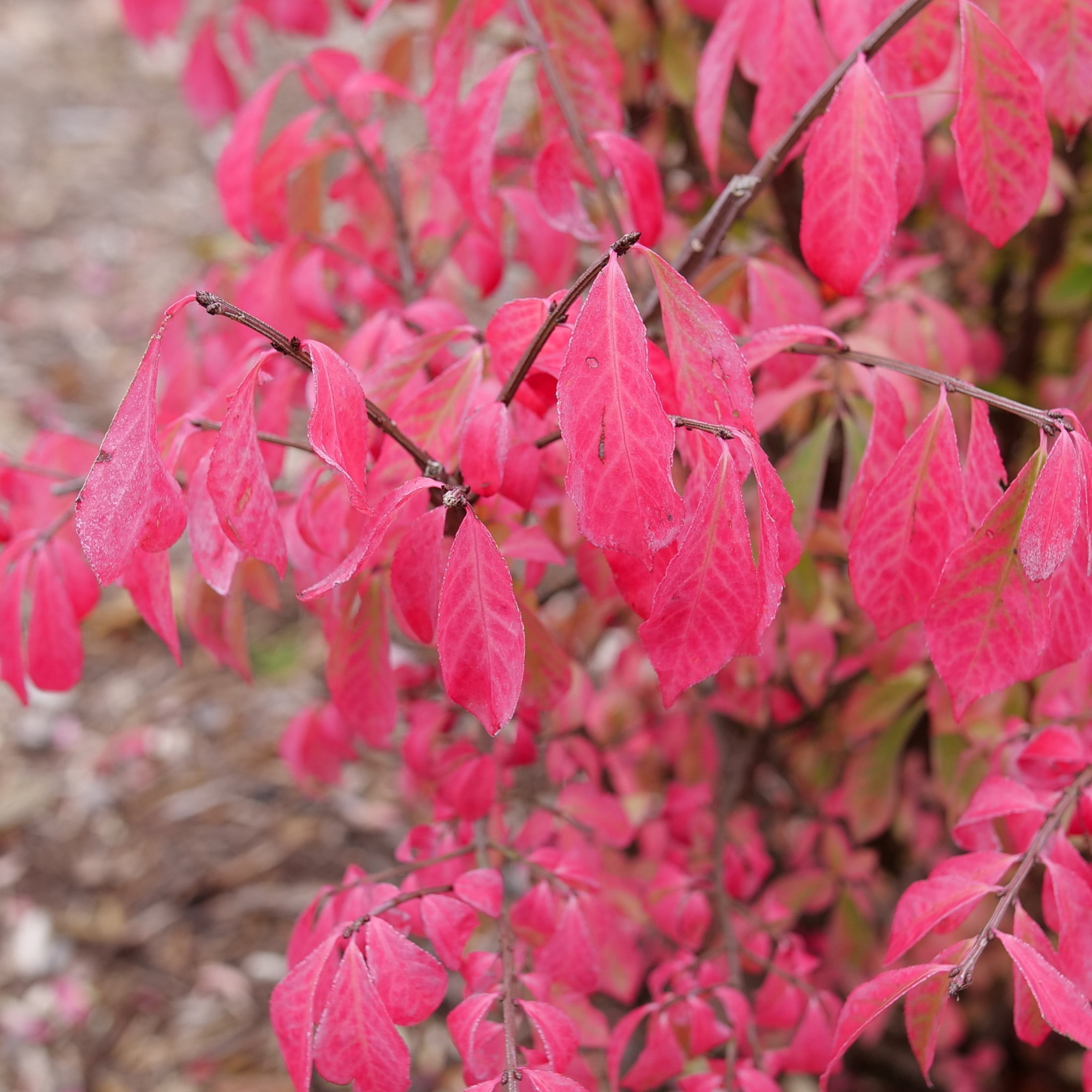Proven Winners ColorChoice 5" Red Fire Ball Seedless Burning Bush Live Plant in 4.5" Pot (4 Count)