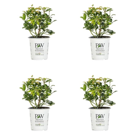 Proven Winners ColorChoice 5" Red Interstella Lily of the Valley Shrub Live Plant in 4.5" Pot (4 Count)