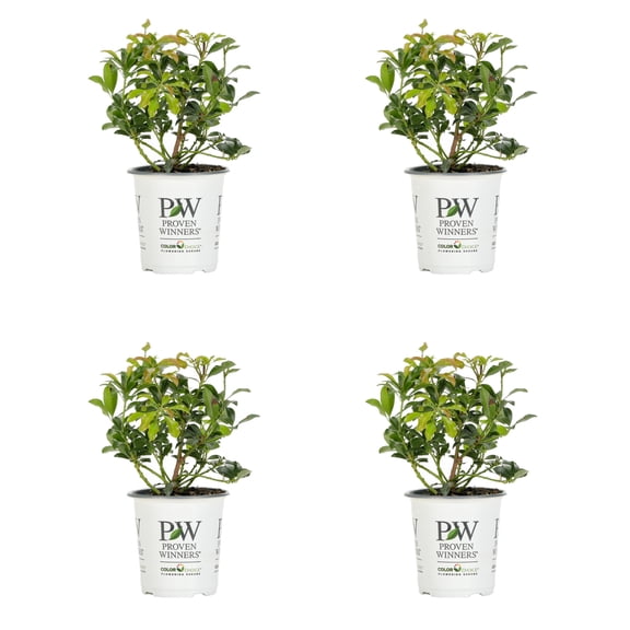 Proven Winners ColorChoice 5" Red Interstella Lily of the Valley Shrub Live Plant in 4.5" Pot (4 Count)