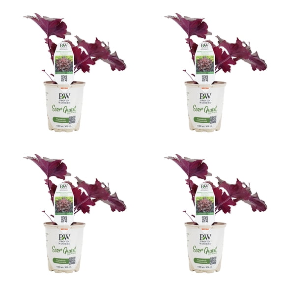 Proven Winners 5" Red Primo 'Mahogany Monster' Coral Bells Live Plant in 4.5" Pot (4 Count)