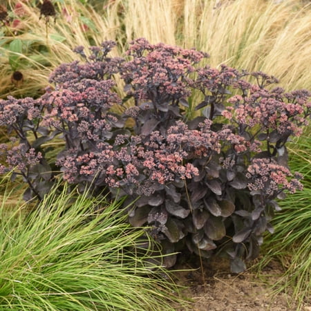 Proven Winners 5" Red Rock 'N Grow 'Back in Black' Stonecrop Live Plant in 4.5" Pot (4 Count)