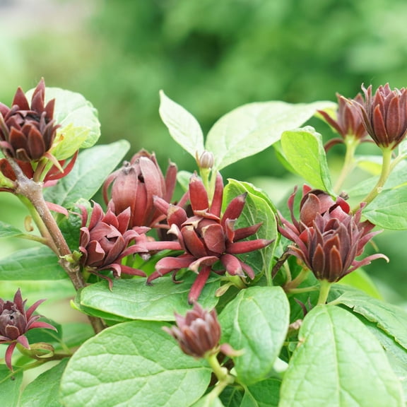Proven Winners ColorChoice 5" Red Simply Scentsational Sweetshrub Live Plant in 4.5" Pot (4 Count)