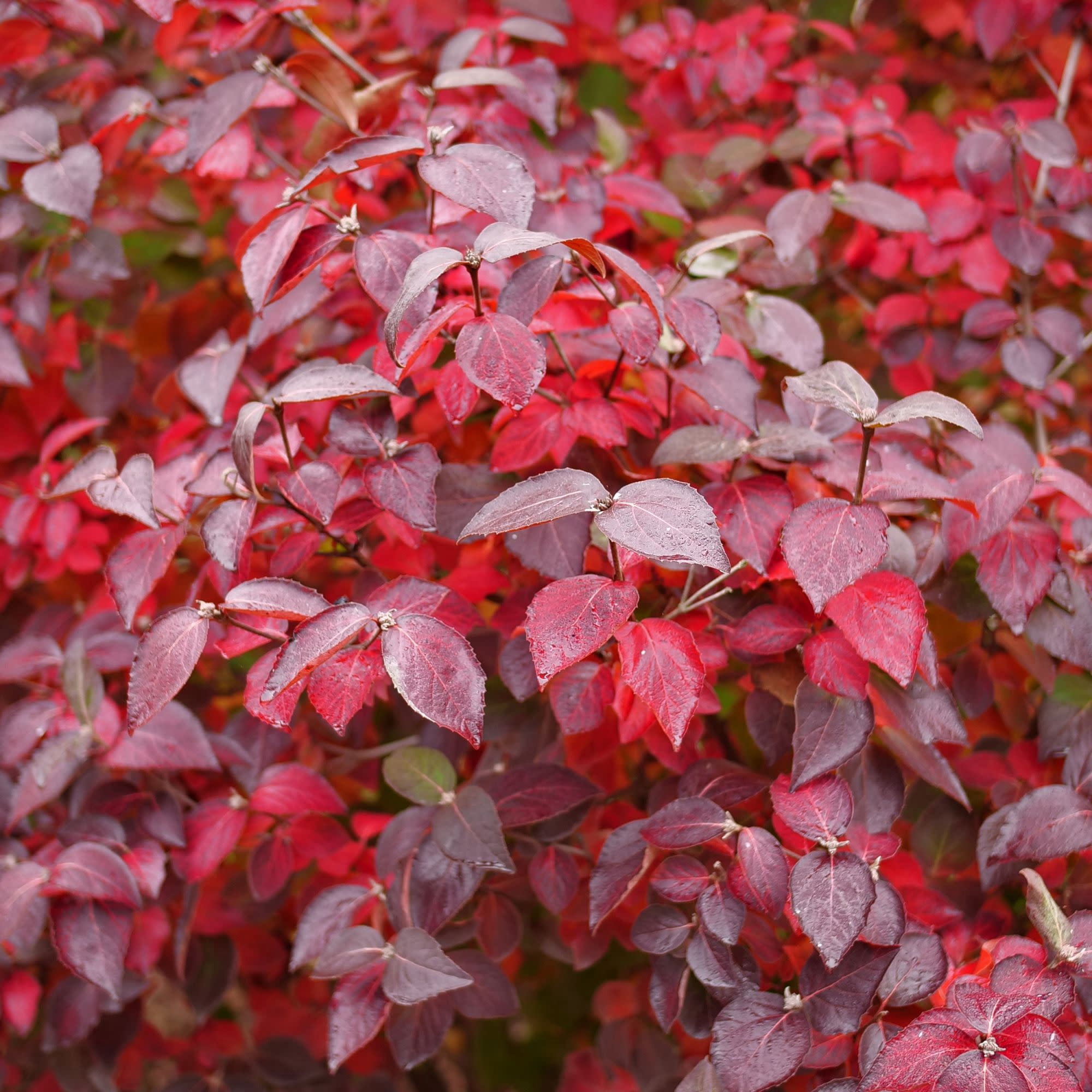 Proven Winners ColorChoice 5" Red Spice Girl Koreanspice Viburnum Live Plant in 4.5" Pot (4 Count)