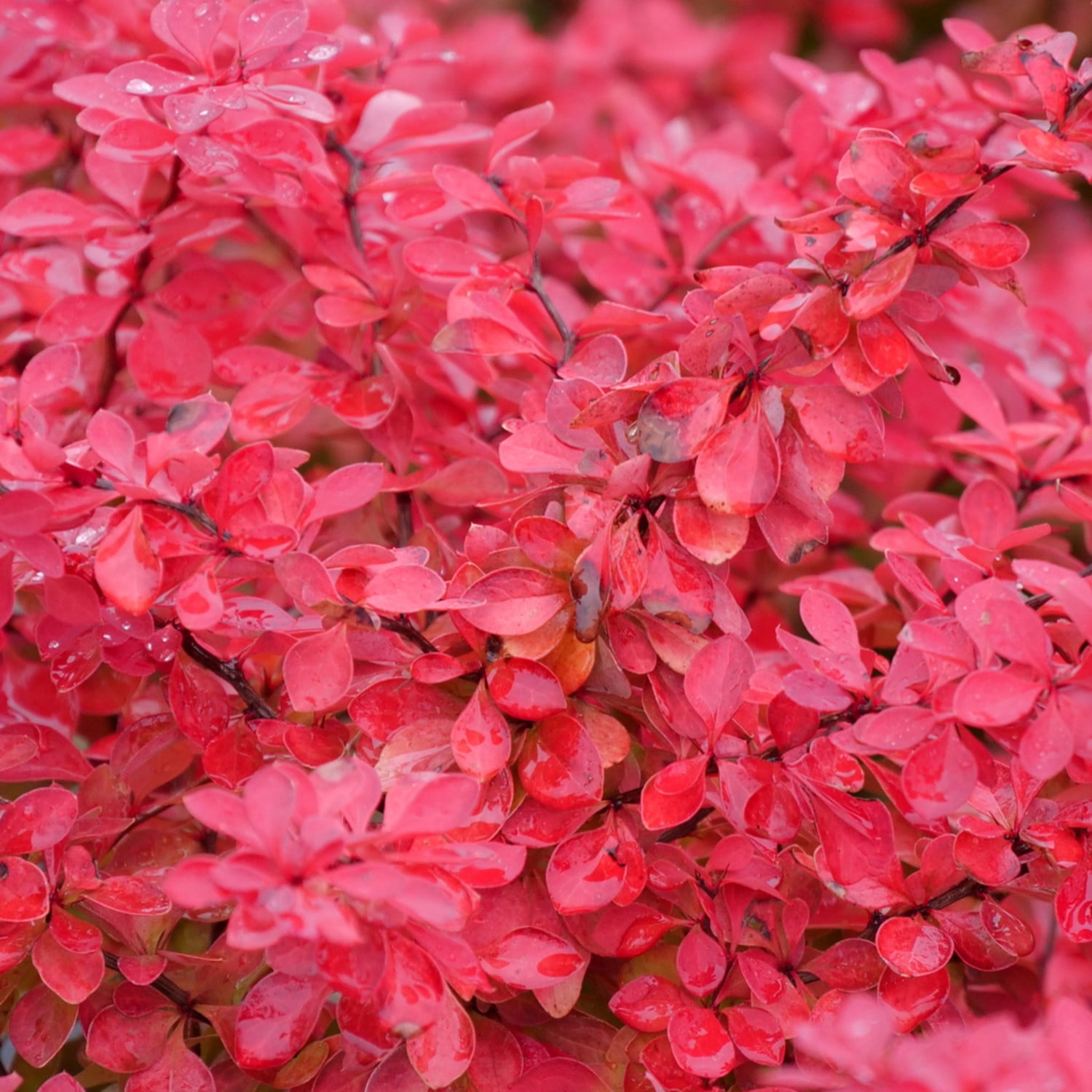Proven Winners ColorChoice 5" Red Sunjoy Fast Neo Barberry Live Plant in 4.5" Pot (4 Count)