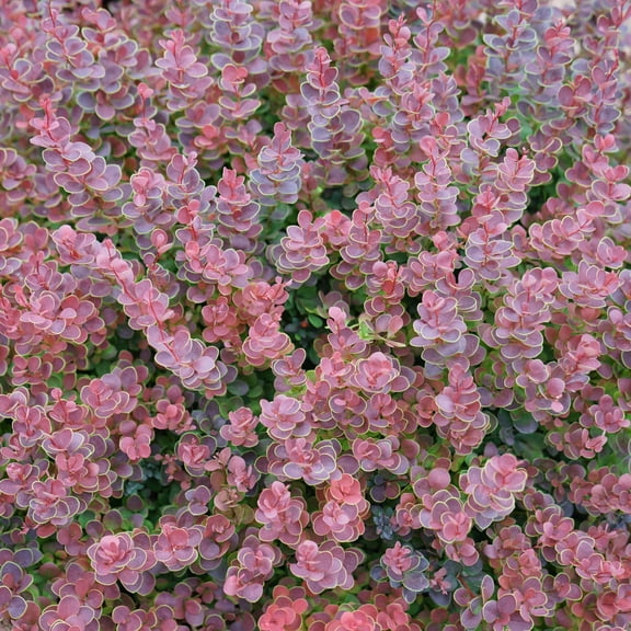 Proven Winners ColorChoice 5" Red Sunjoy Mini Maroon Barberry Live Plant in 4.5" Pot (4 Count)