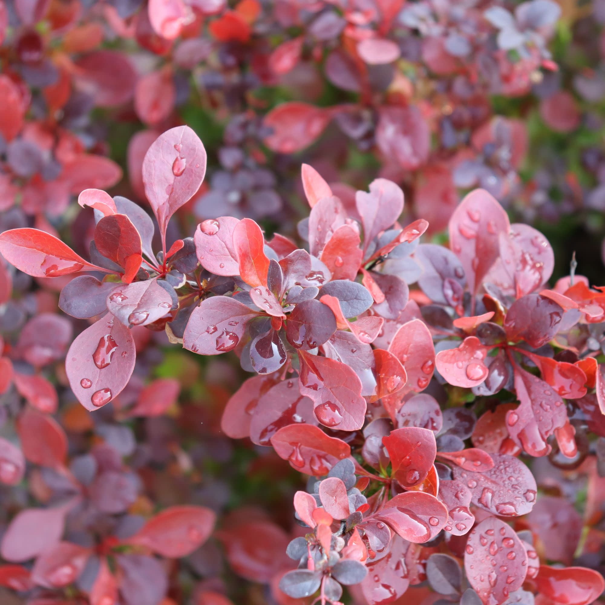 Proven Winners ColorChoice 5" Red Sunjoy Really Red Barberry Live Plant in 4.5" Pot (4 Count)