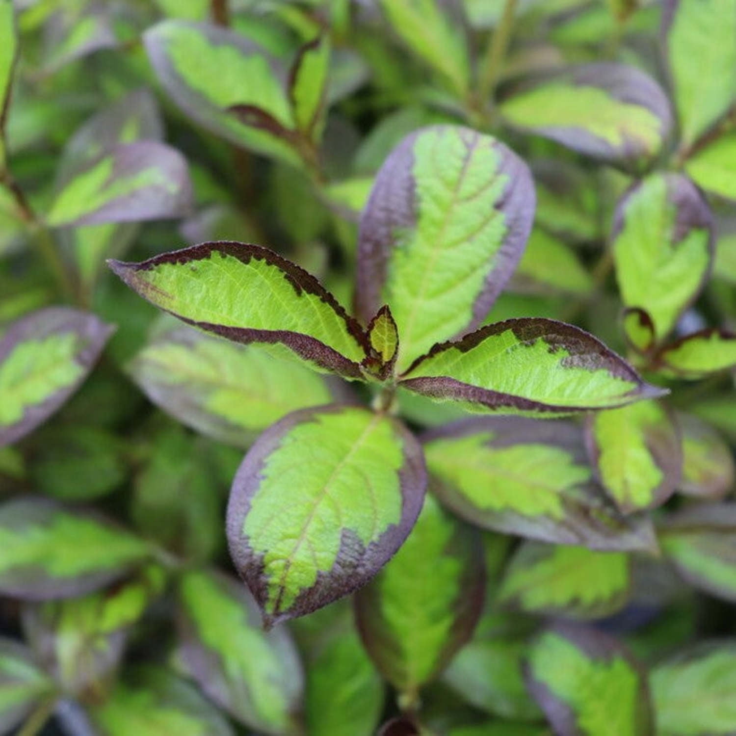 Proven Winners ColorChoice 5" Red Vinho Verde Weigela Live Plant in 4.5" Pot (4 Count)