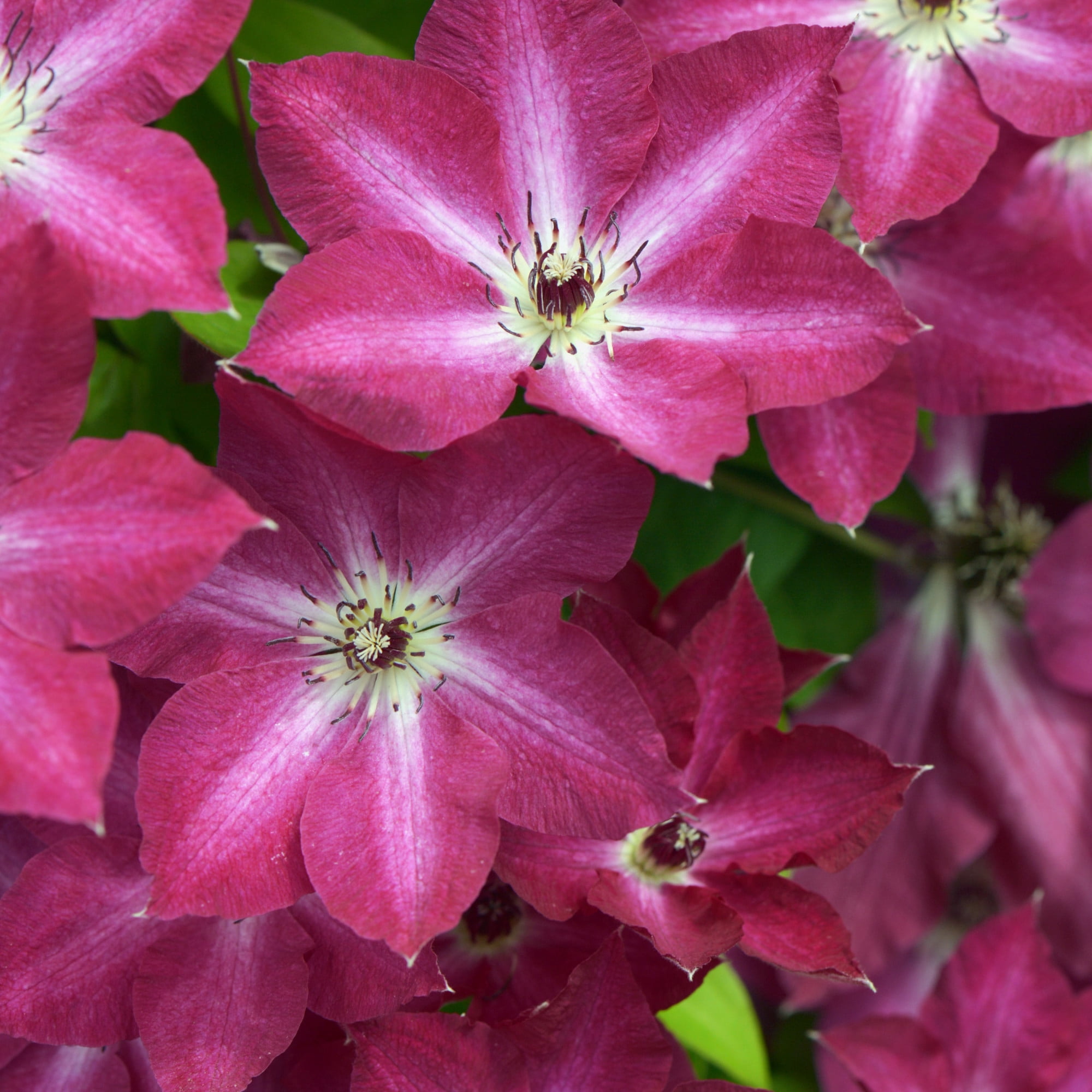 Proven Winners ColorChoice 5" Red 'Viva Polonia' Clematis Live Plant in 4.5" Pot (4 Count)
