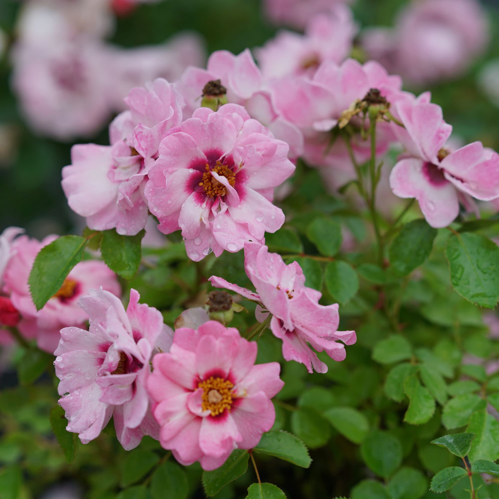 Proven Winners ColorChoice 5" Ringo Double Pink Rose Live Plant in 4.5" Pot (4 Count)