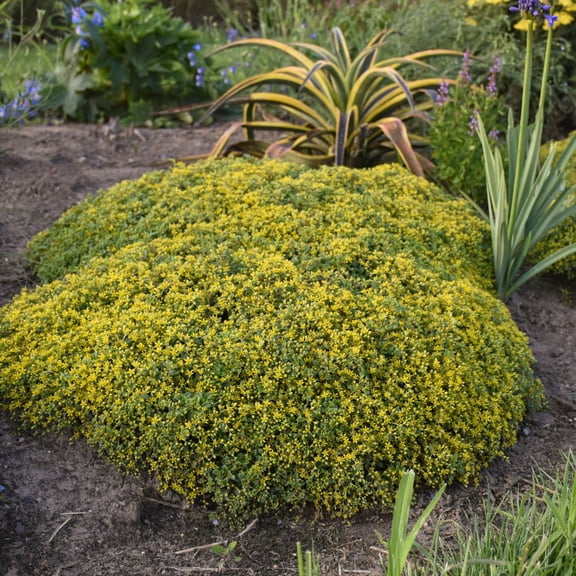 Proven Winners 5" Rock 'N Low 'Yellow Brick Road' Stonecrop Live Plant in 4.5" Pot (4 Count)