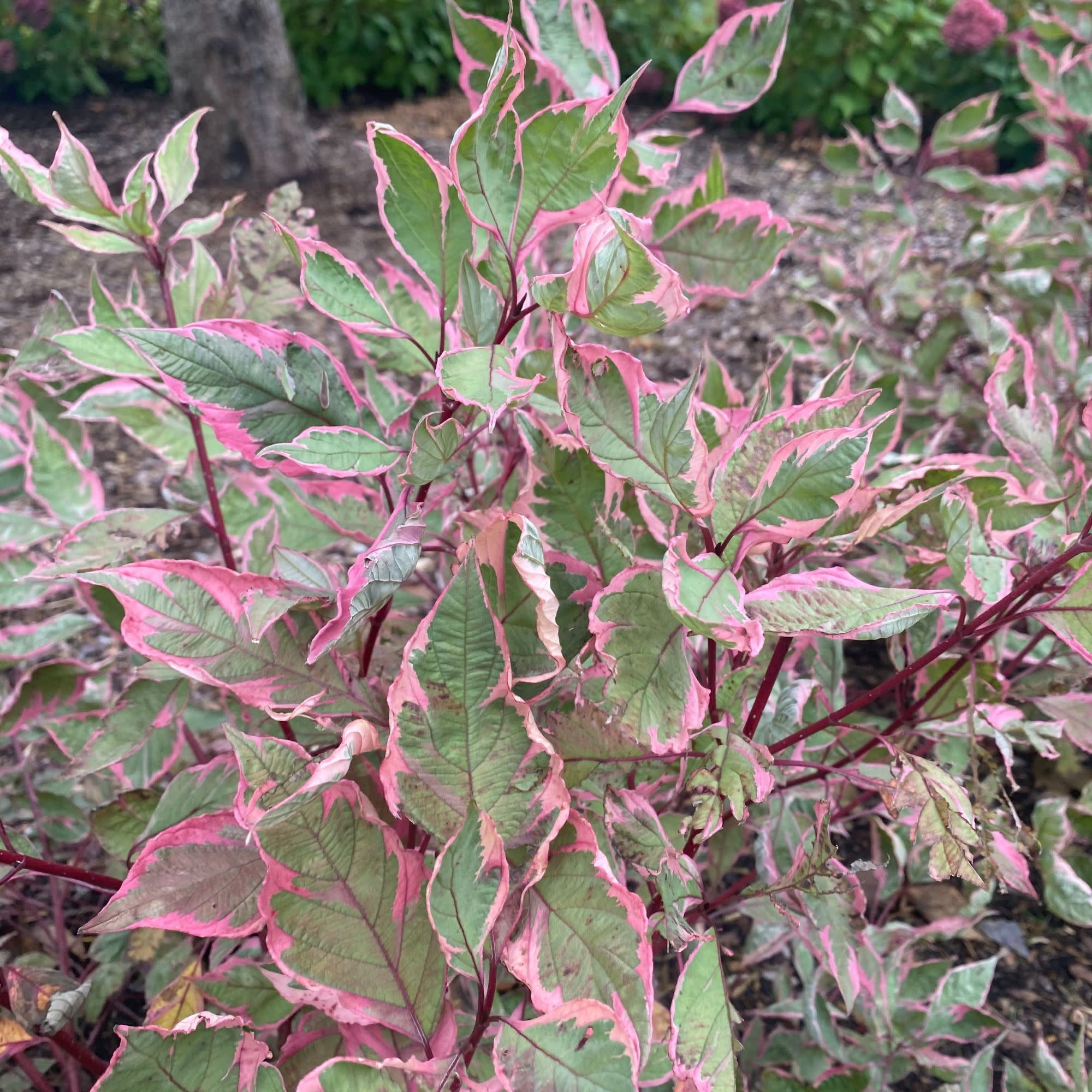 Proven Winners ColorChoice 5" Sgt. Pepper Dogwood Live Plant in 4.5" Pot (4 Count)