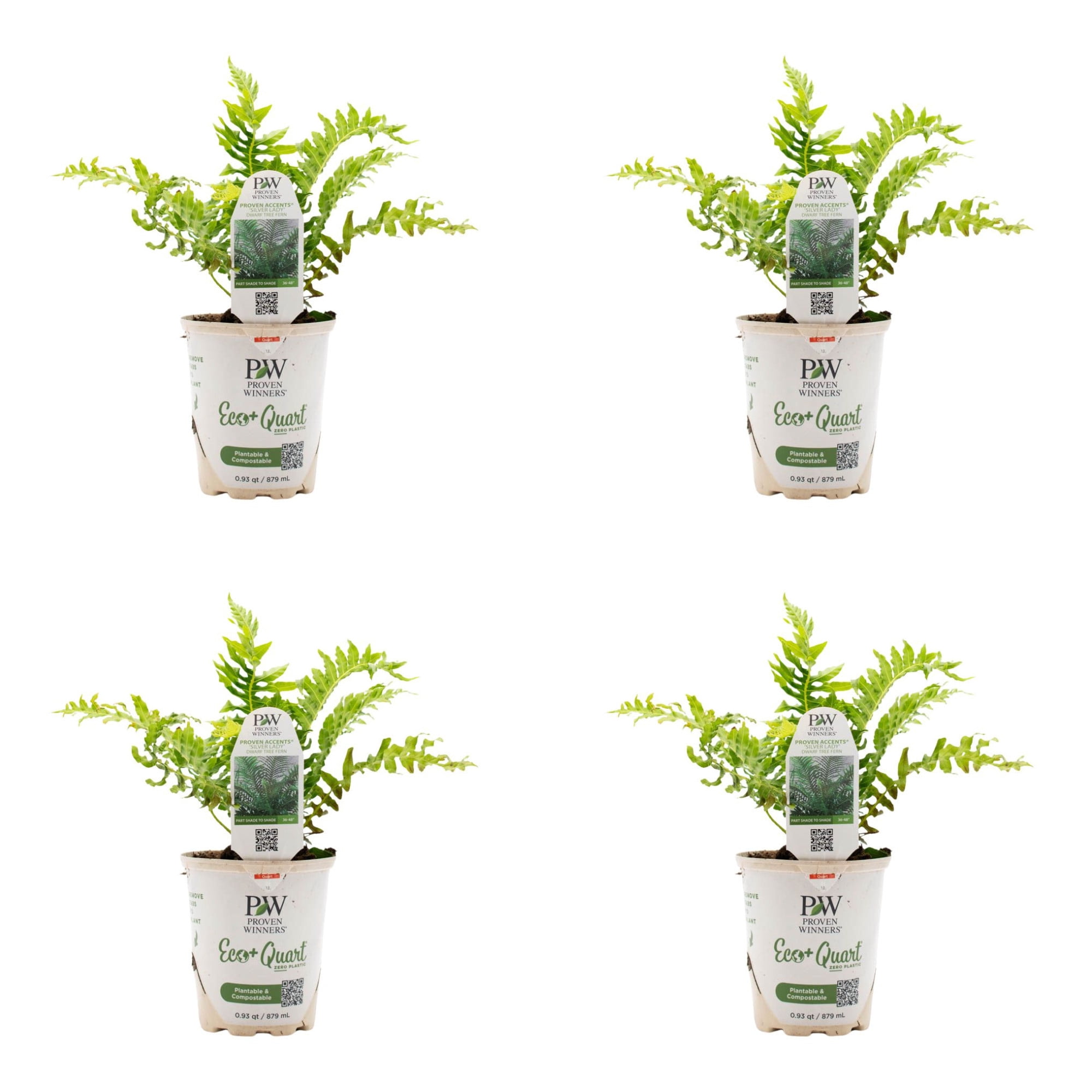 Proven Winners 5" 'Silver Lady' Dwarf Tree Fern Live Plant in 4.5" Pot (4 Count)