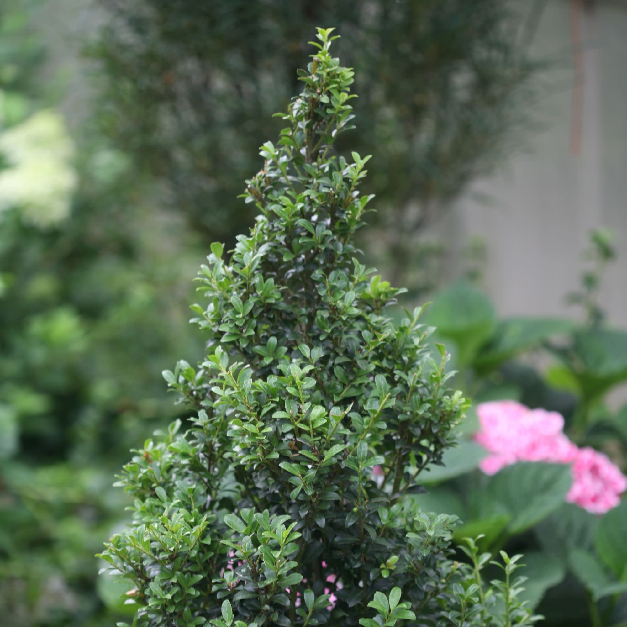 Proven Winners ColorChoice 5" Sky Box Japanese Holly Live Plant in 4.5" Pot (4 Count)