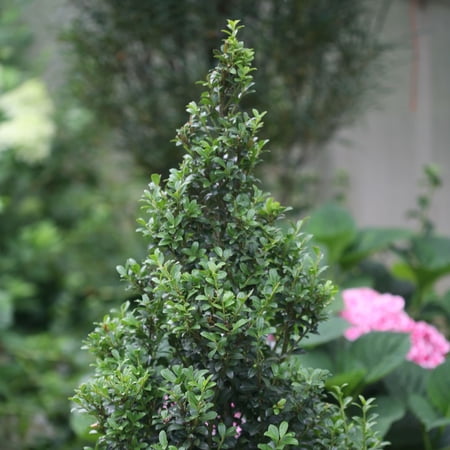 Proven Winners ColorChoice 5" Sky Box Japanese Holly Live Plant in 4.5" Pot (4 Count)