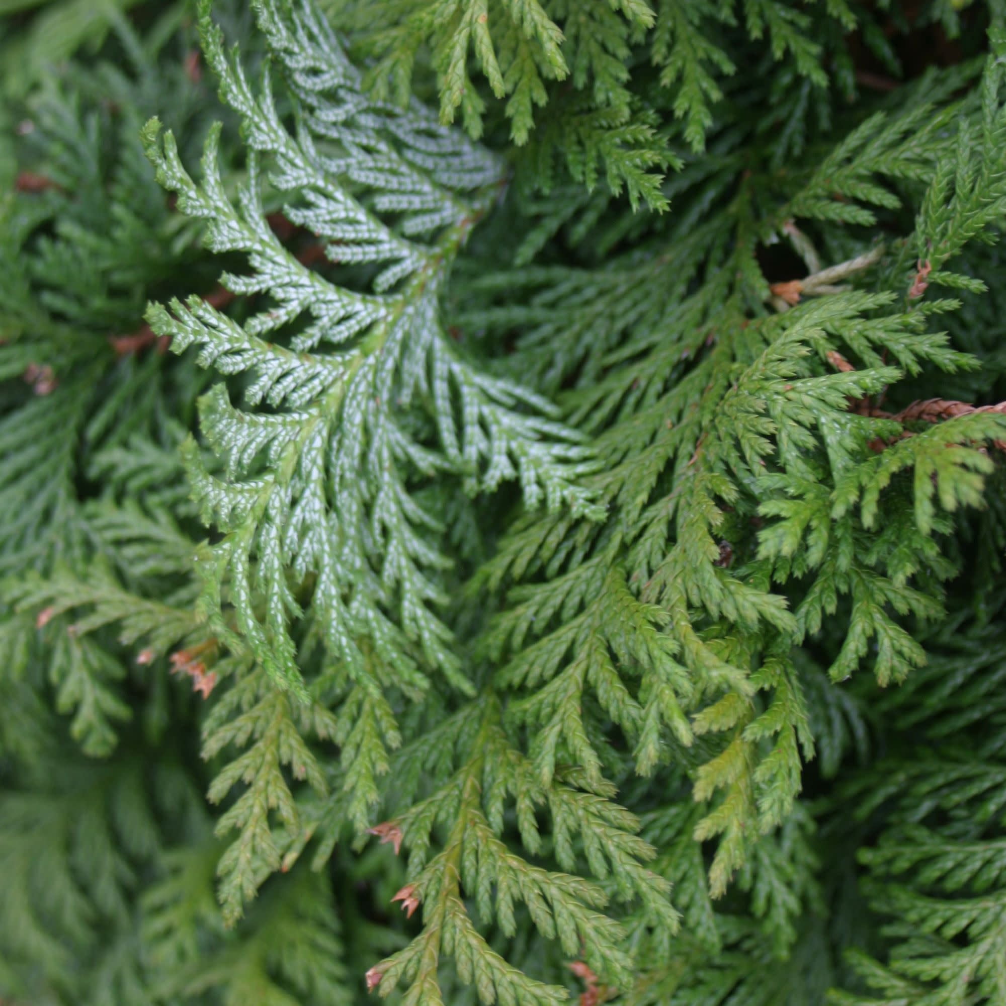 Proven Winners ColorChoice 5" Soft Serve False Cypress Live Plant in 4.5" Pot (4 Count)