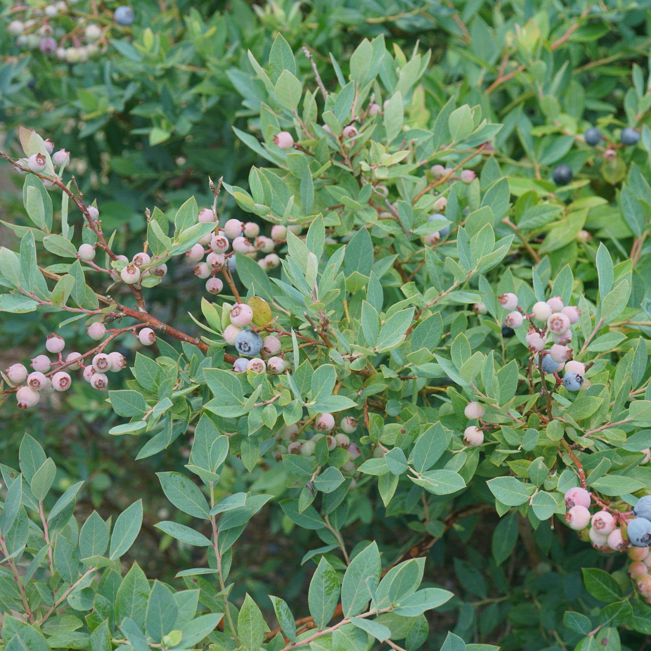 Proven Winners ColorChoice 5" Splendid! Blue Highbush Blueberry Live Plant in 4.5" Pot (4 Count)