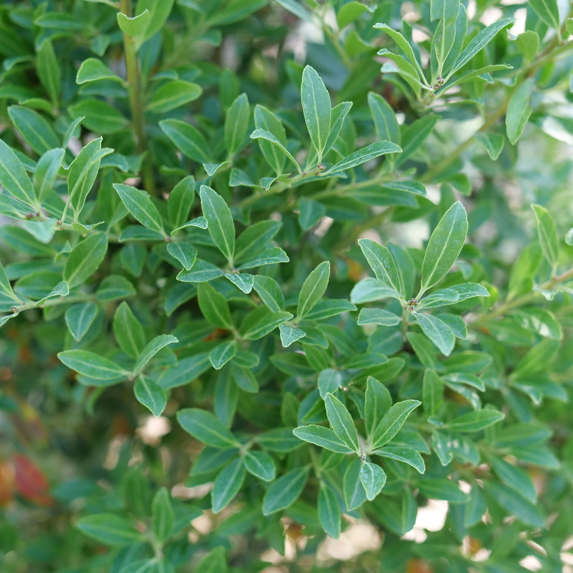 Proven Winners ColorChoice 5" Squeeze Box Inkberry Holly Live Plant in 4.5" Pot (4 Count)
